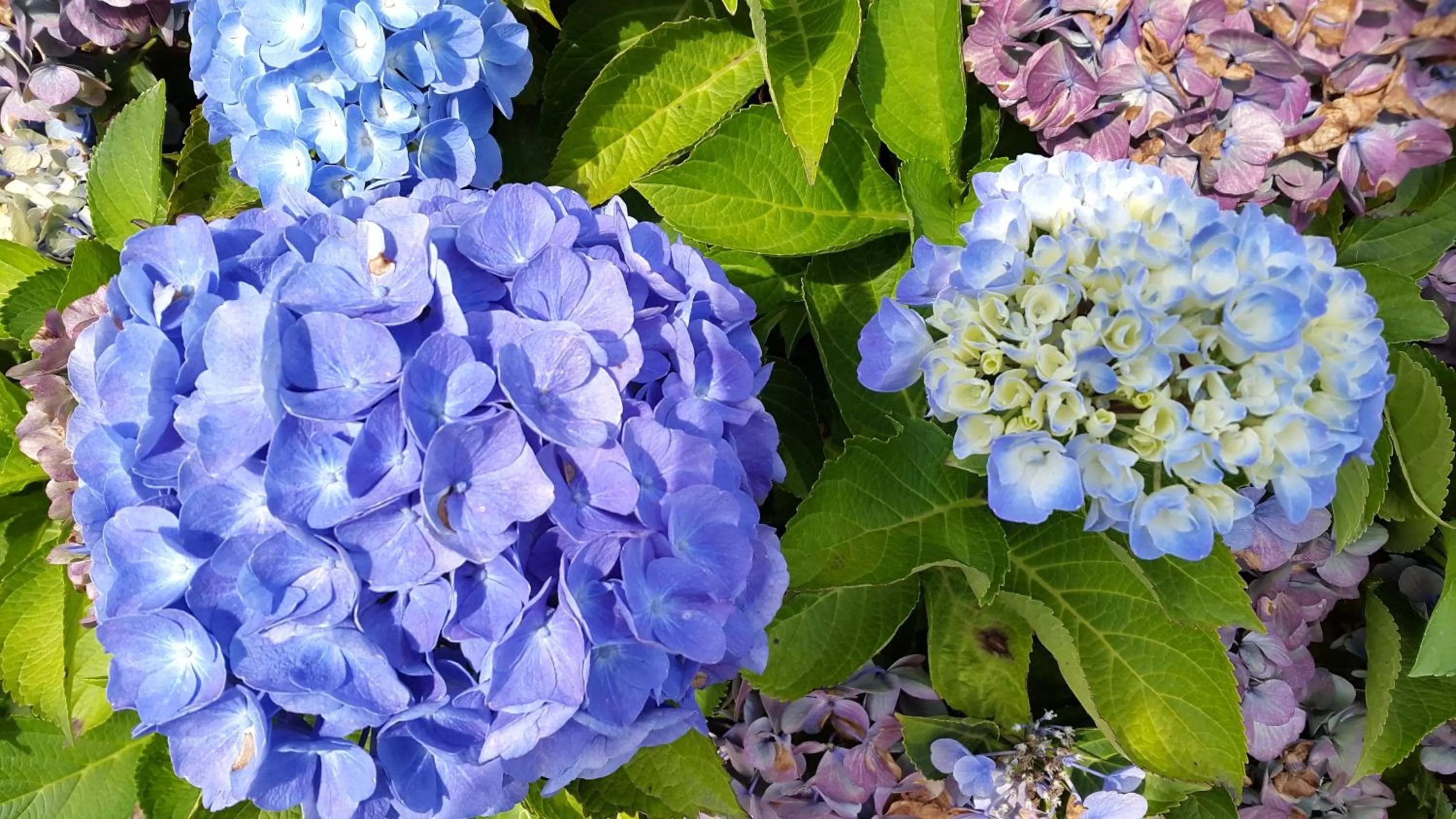 Garden in De Hiddinghhoeve