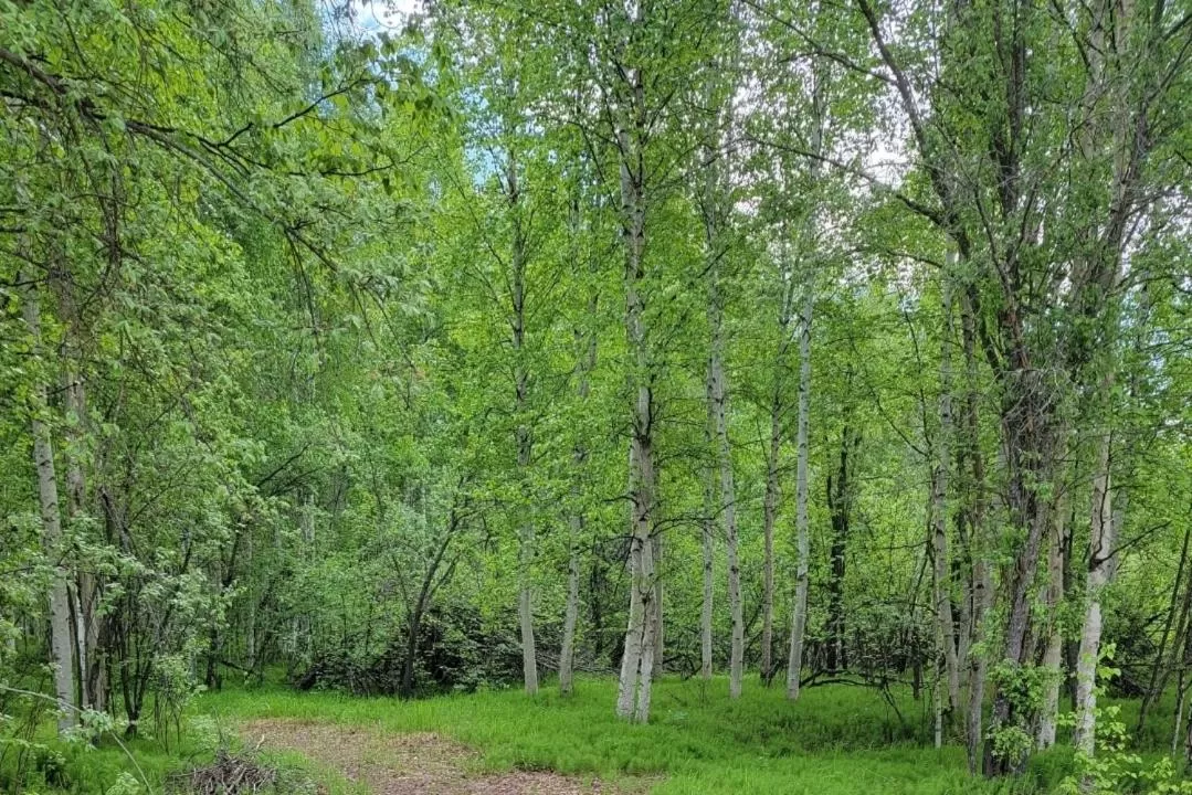 Alaska Grizzly Lodge