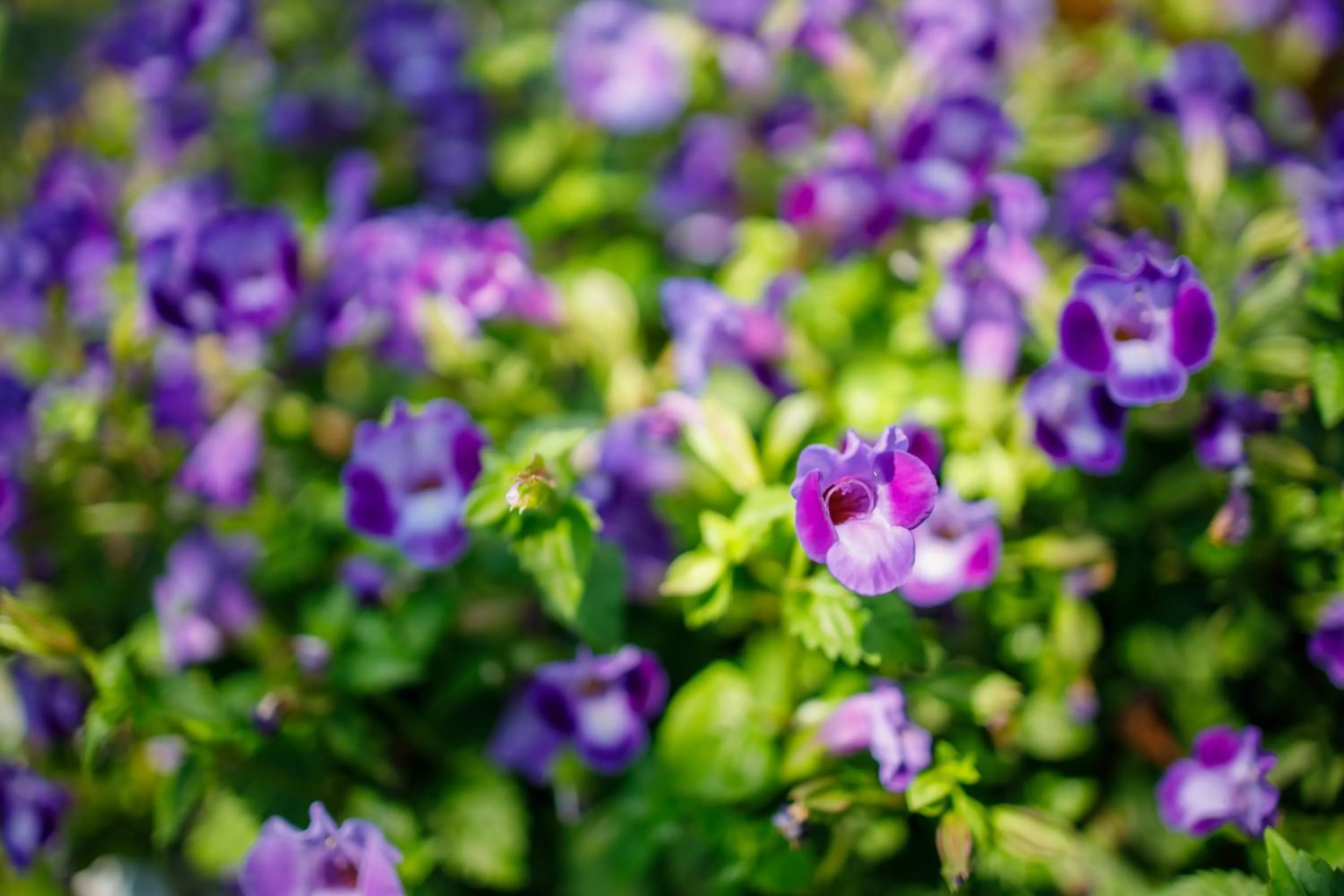 Garden in Parc Borough City Resort
