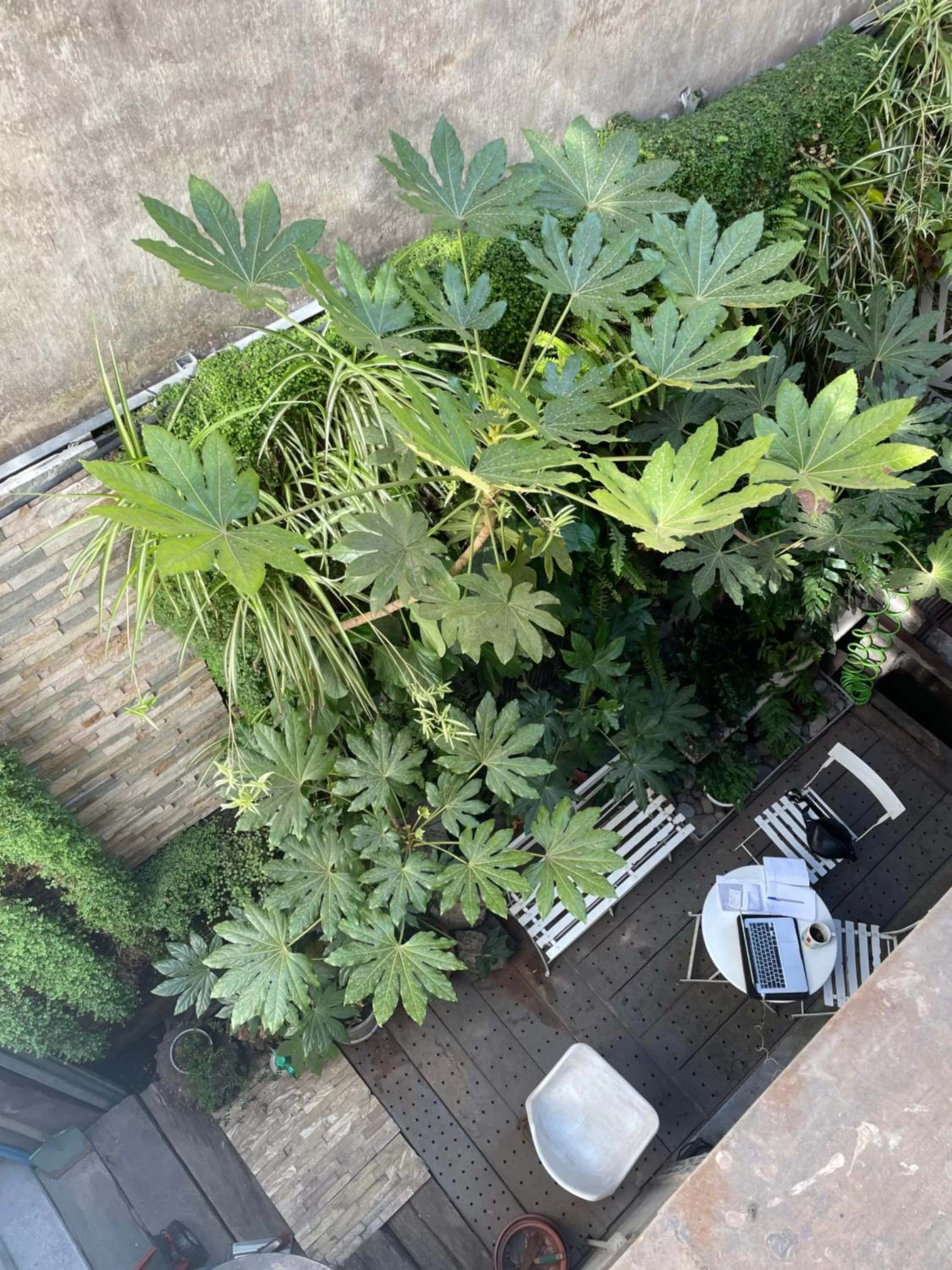 Garden in CASA LUCRECIA