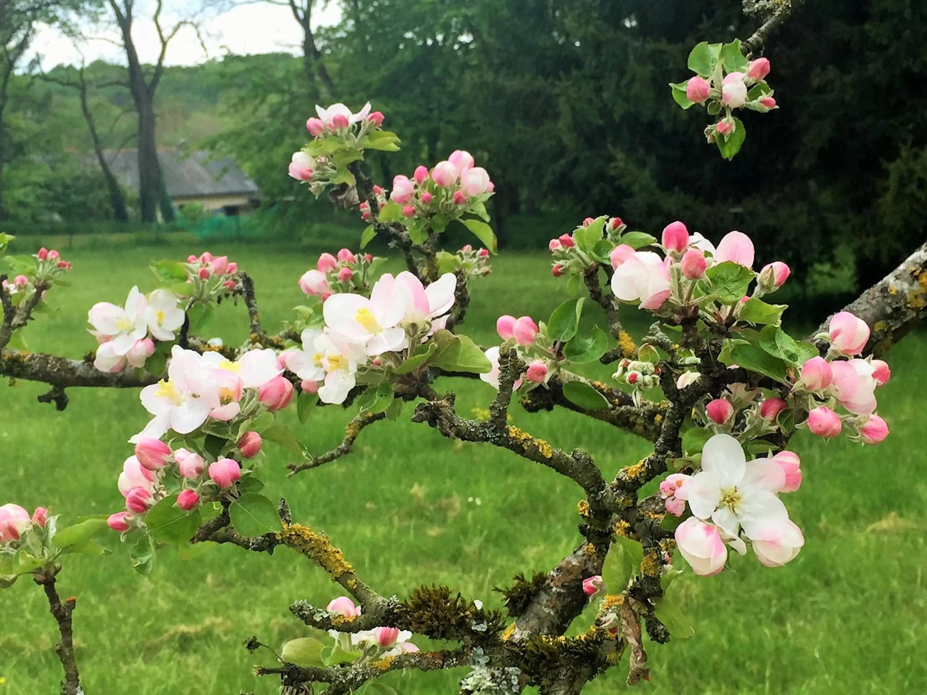 Natural landscape in Manoir de la Rémonière