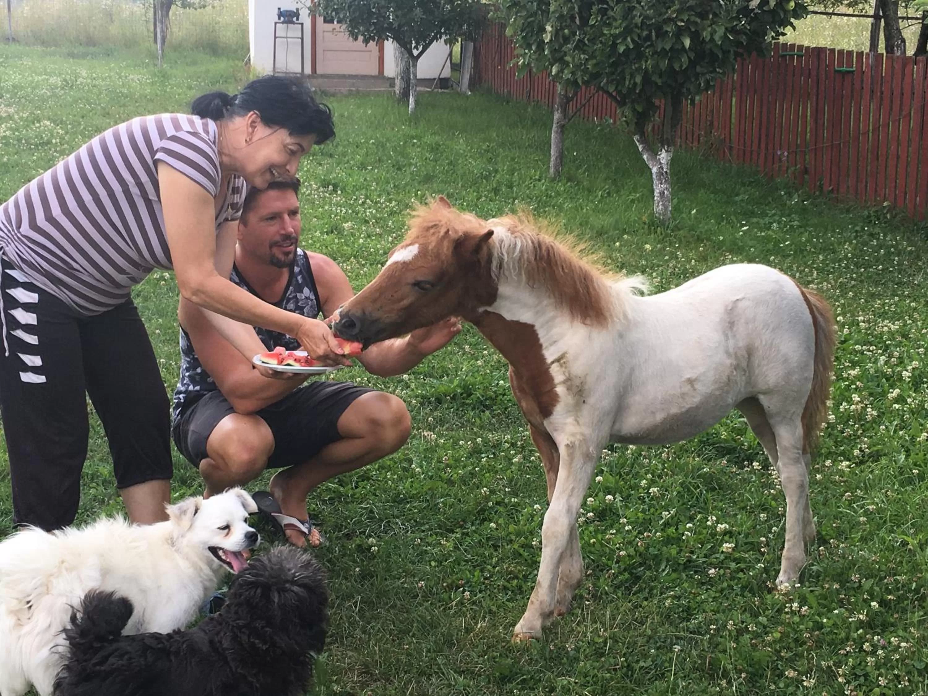 Property building in Pensiunea SilvAnka