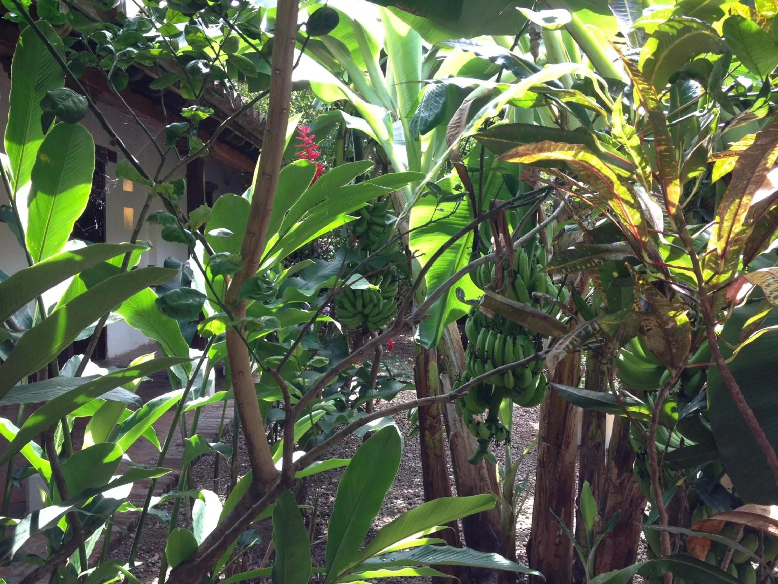 Day, Other Animals in Portal de la Marquesa