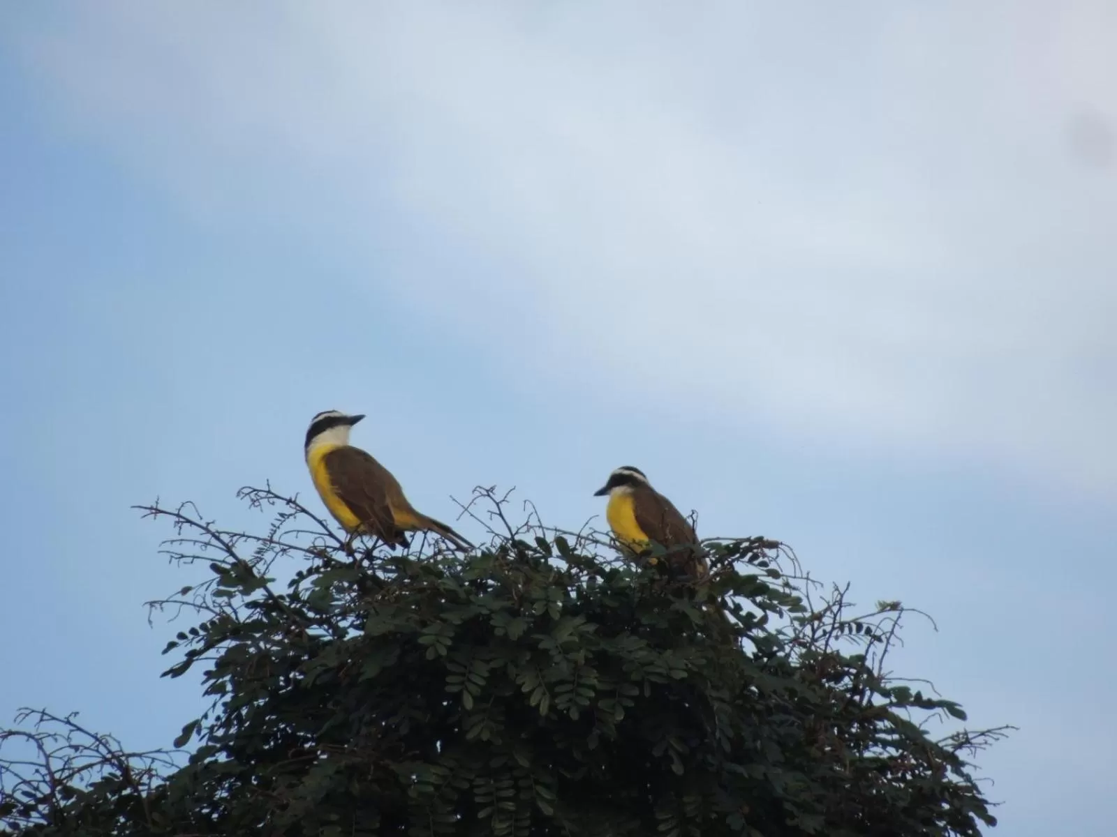 Animals in Pousada R.N.C. Nosso Paraíso