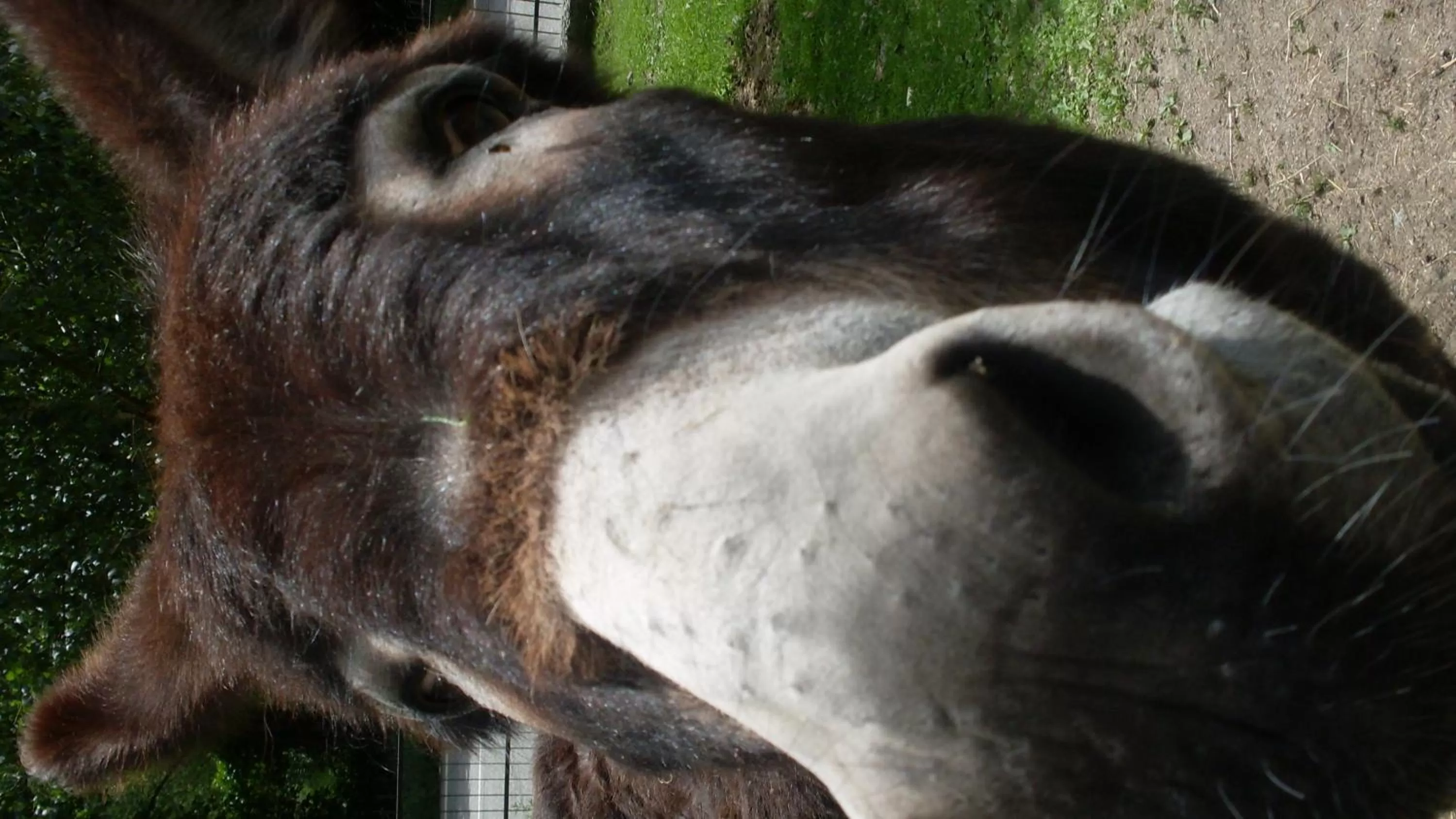 Animals in B&B Valle Orco