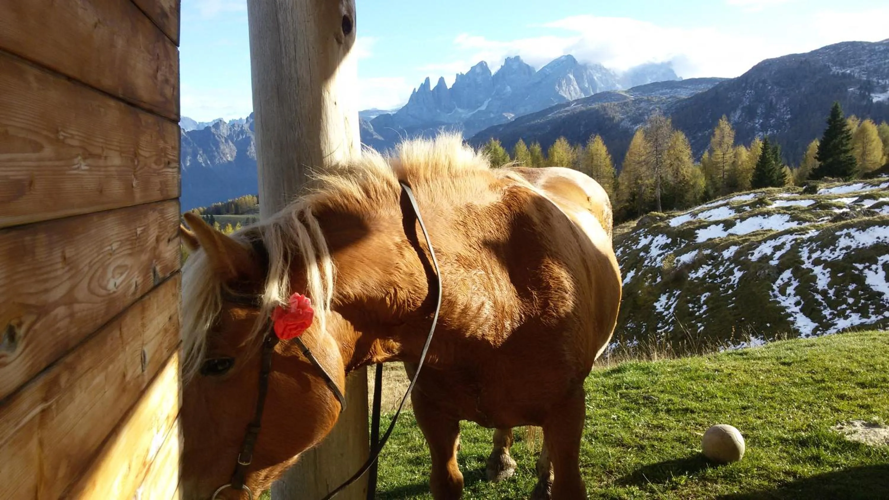 Horse-riding in Olympic SPA Hotel - Adults Only