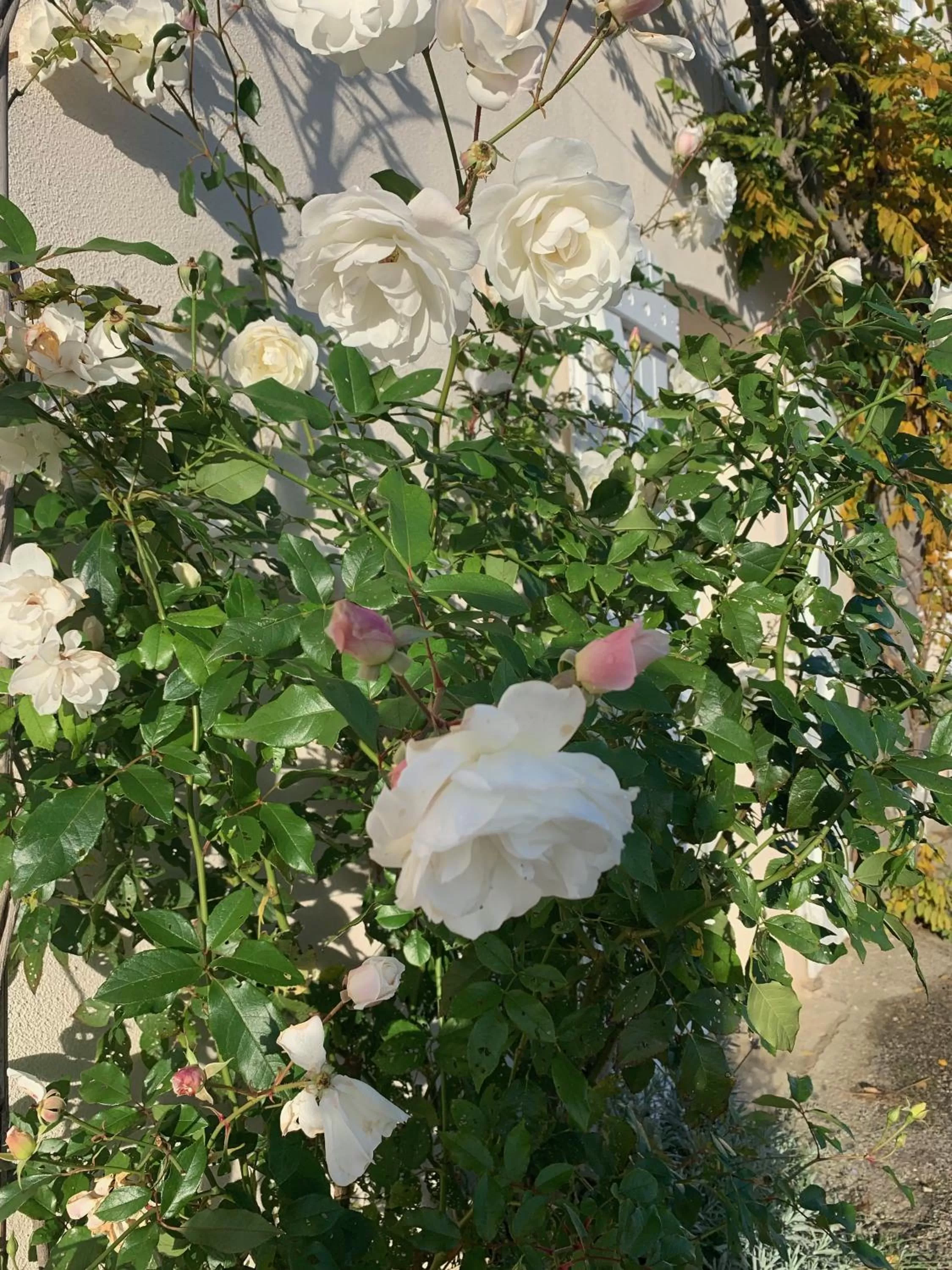 Garden in La Glycine B&B