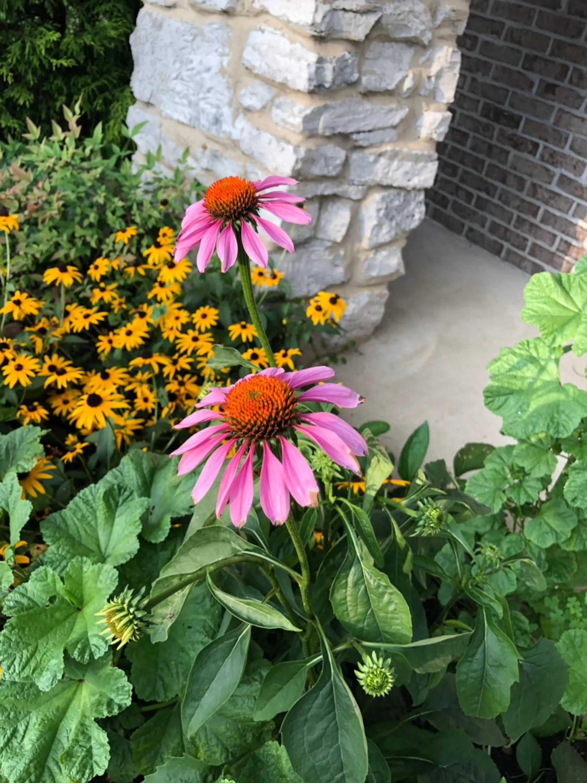 Garden in WINNIE'S BED & BREAKFAST