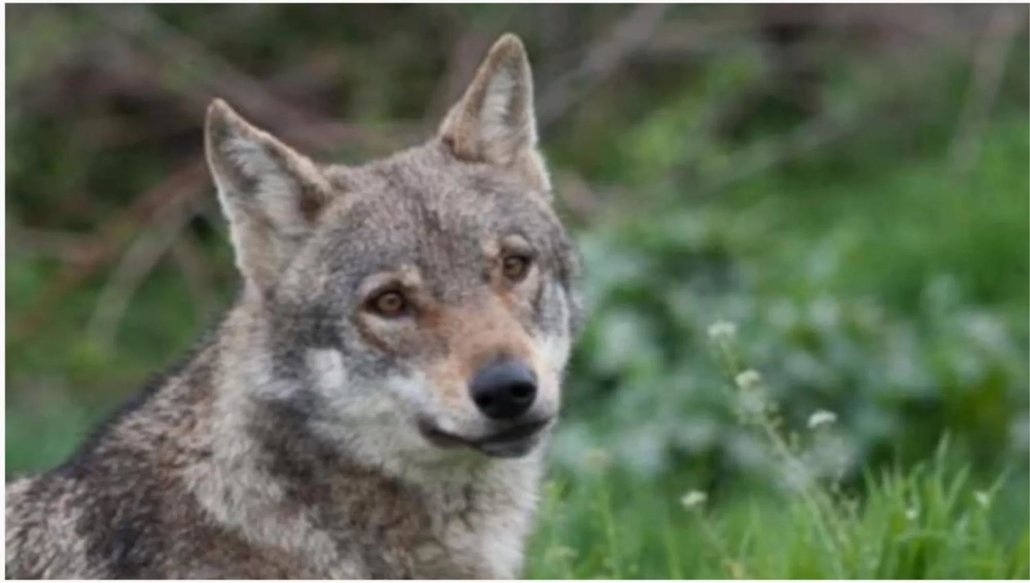 Animals in Mondeus Inn Luxury