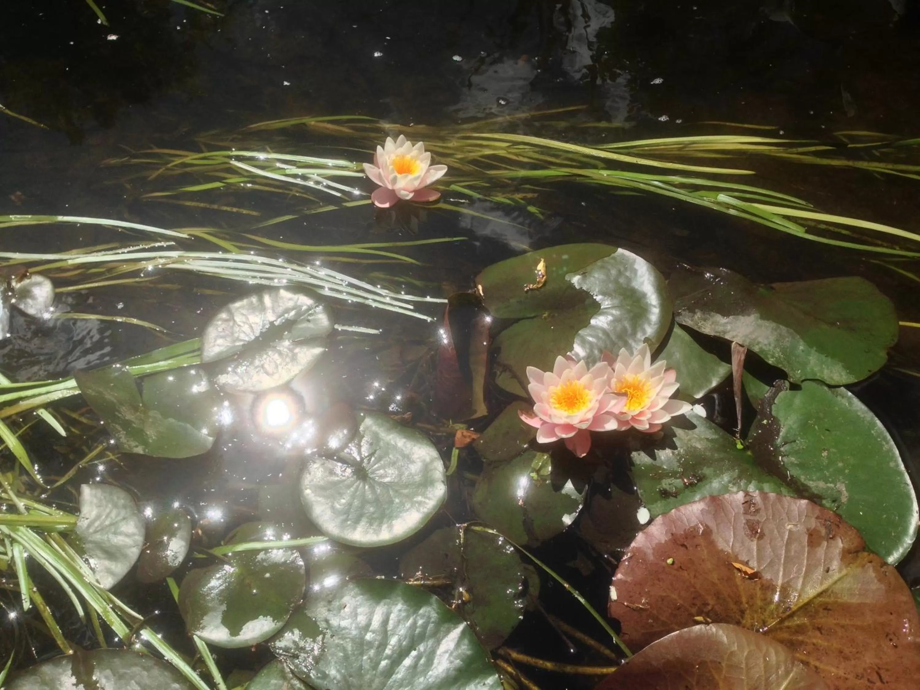 Garden in B&B Mühlenvilla am Bützower Hafen