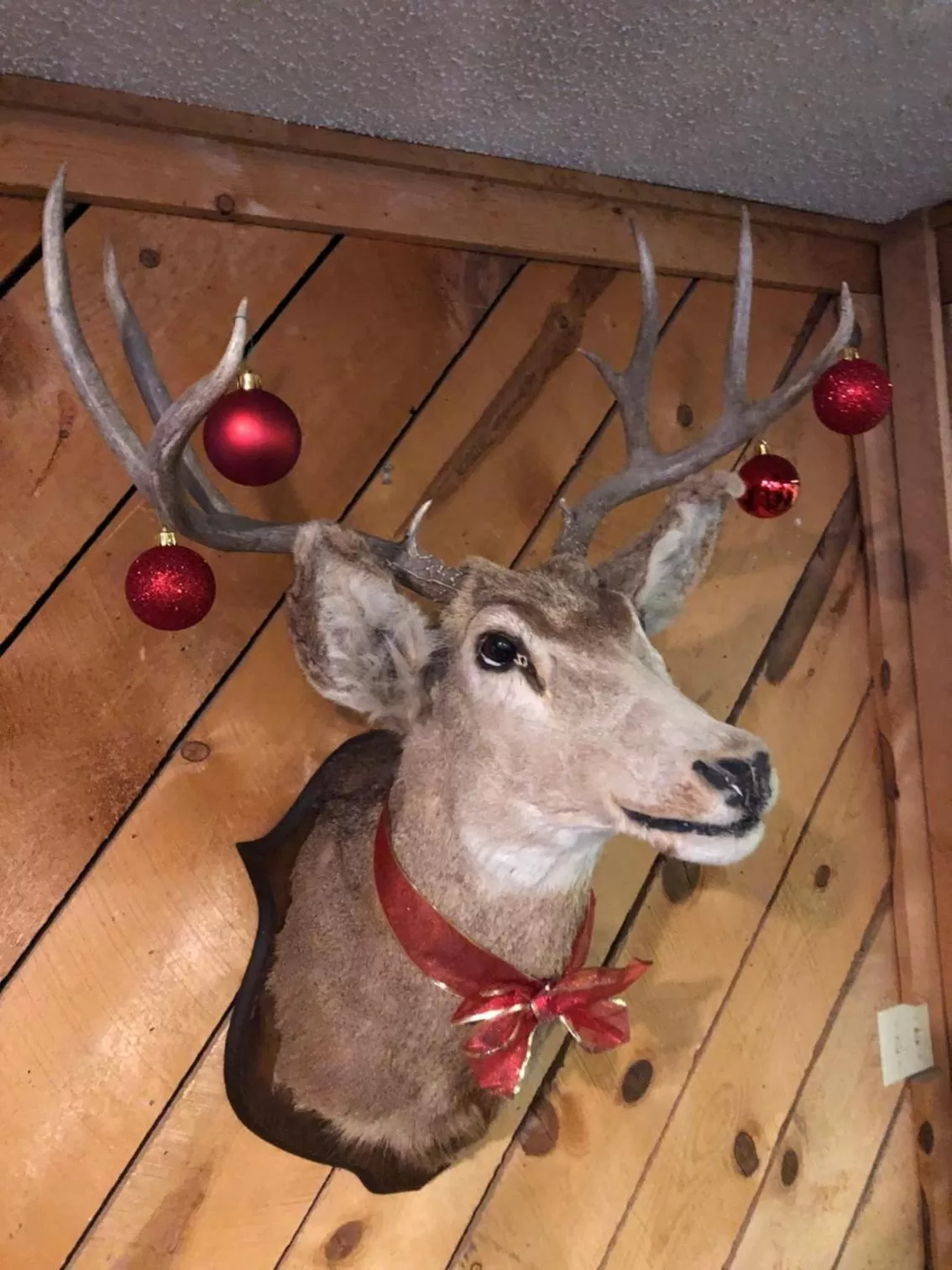 Winter in Timber Ridge Lodge Ouray