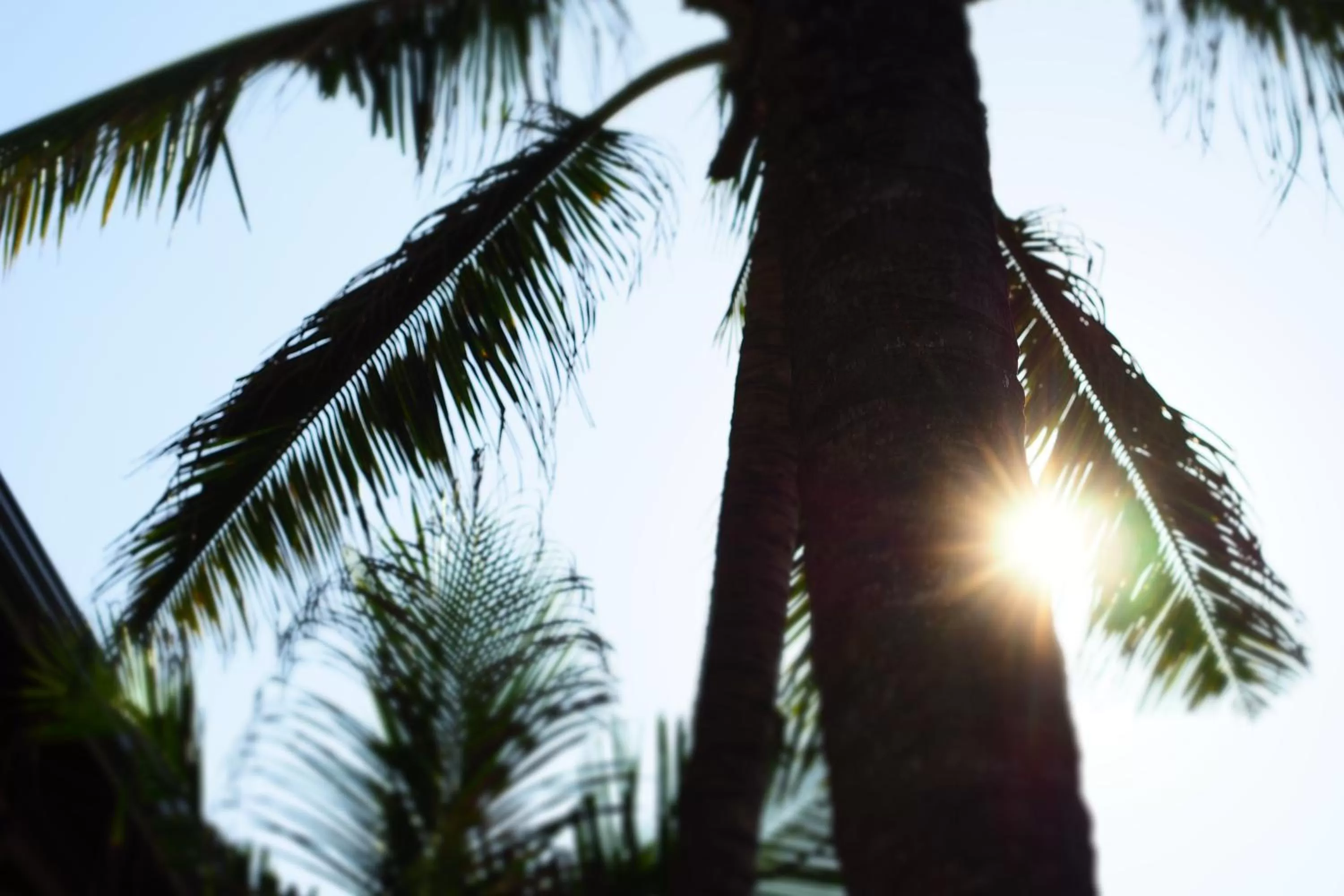 Garden in The Seascape
