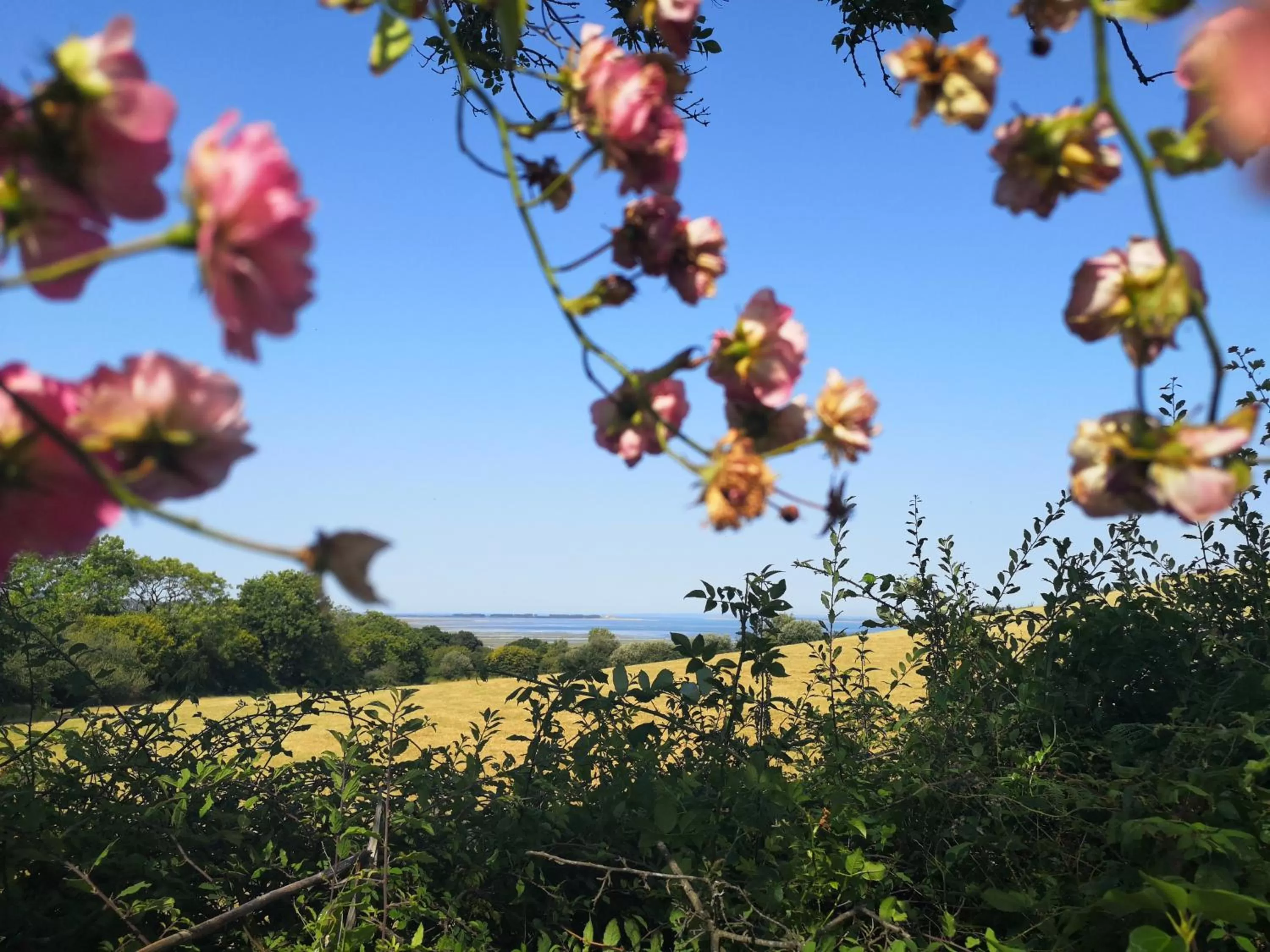 Natural landscape in Y Cuddfan Gower