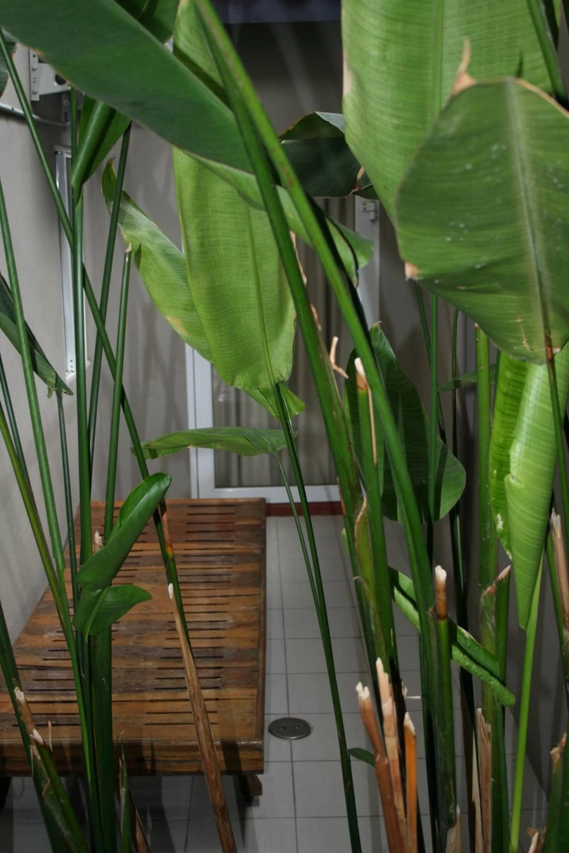 Garden in Sabye Bangkok