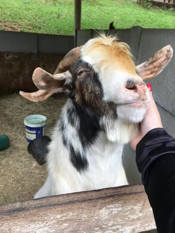 Pets in Pousada Atibaia