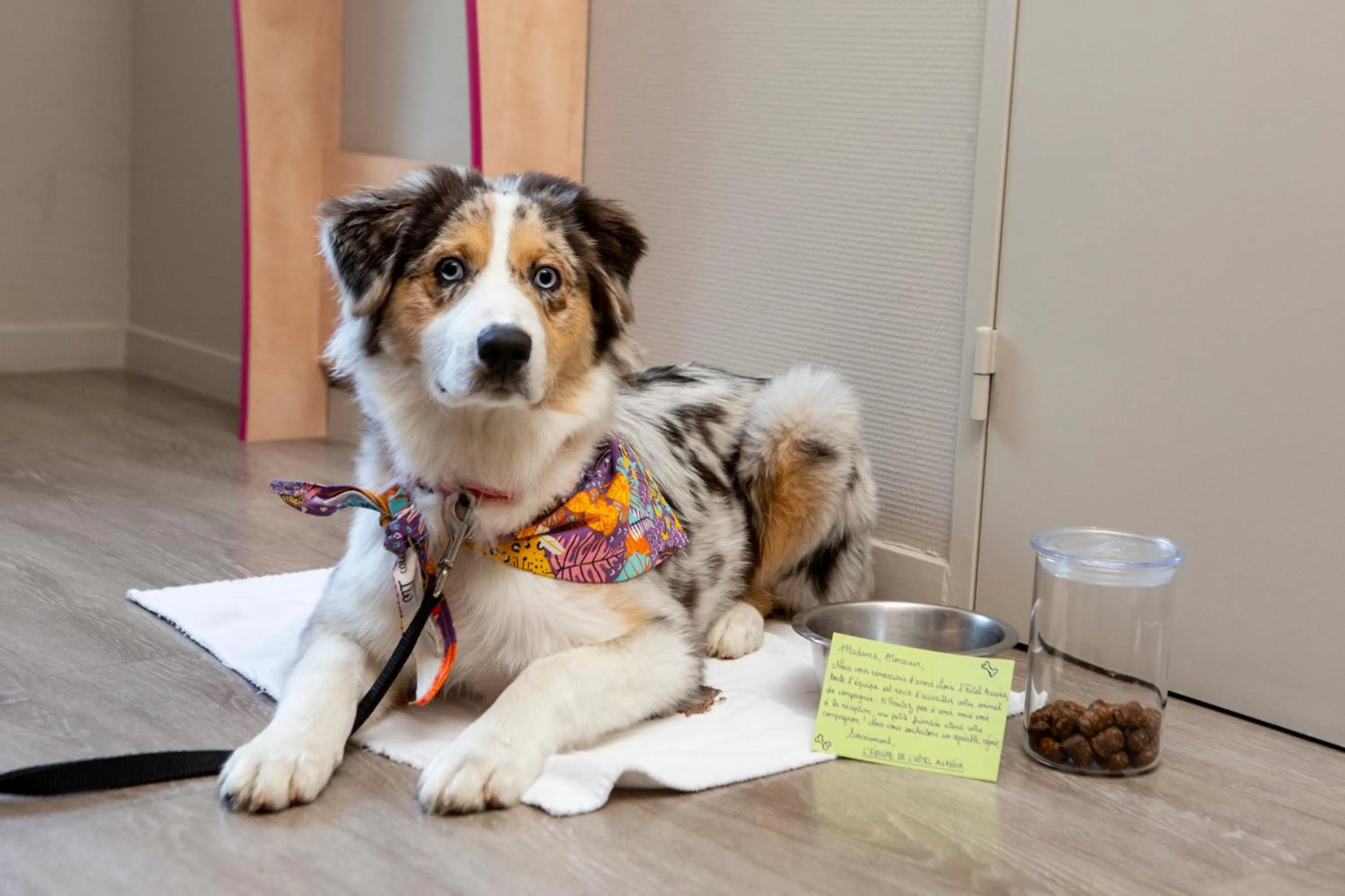 Animals, Pets in Hotel Aurena