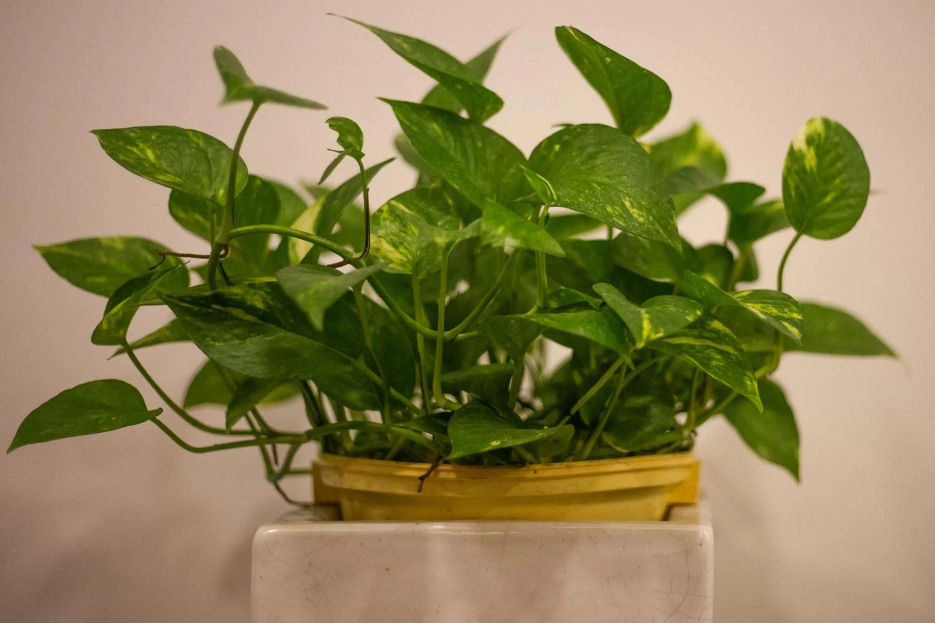 Garden in Sovanna Hotel