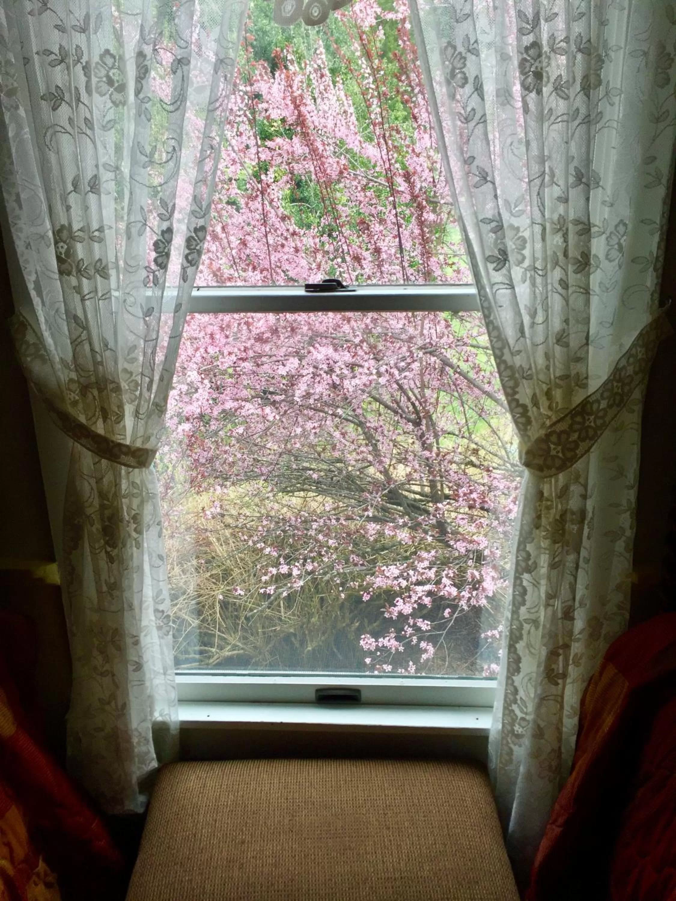 Garden view in Alexander's Lodge