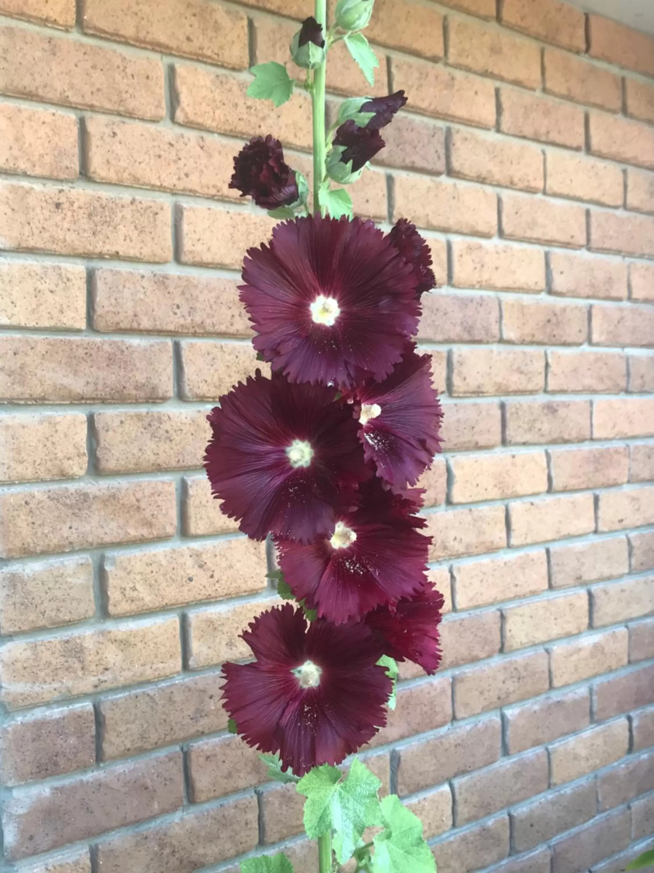 Garden in Newlands Bed and Breakfast