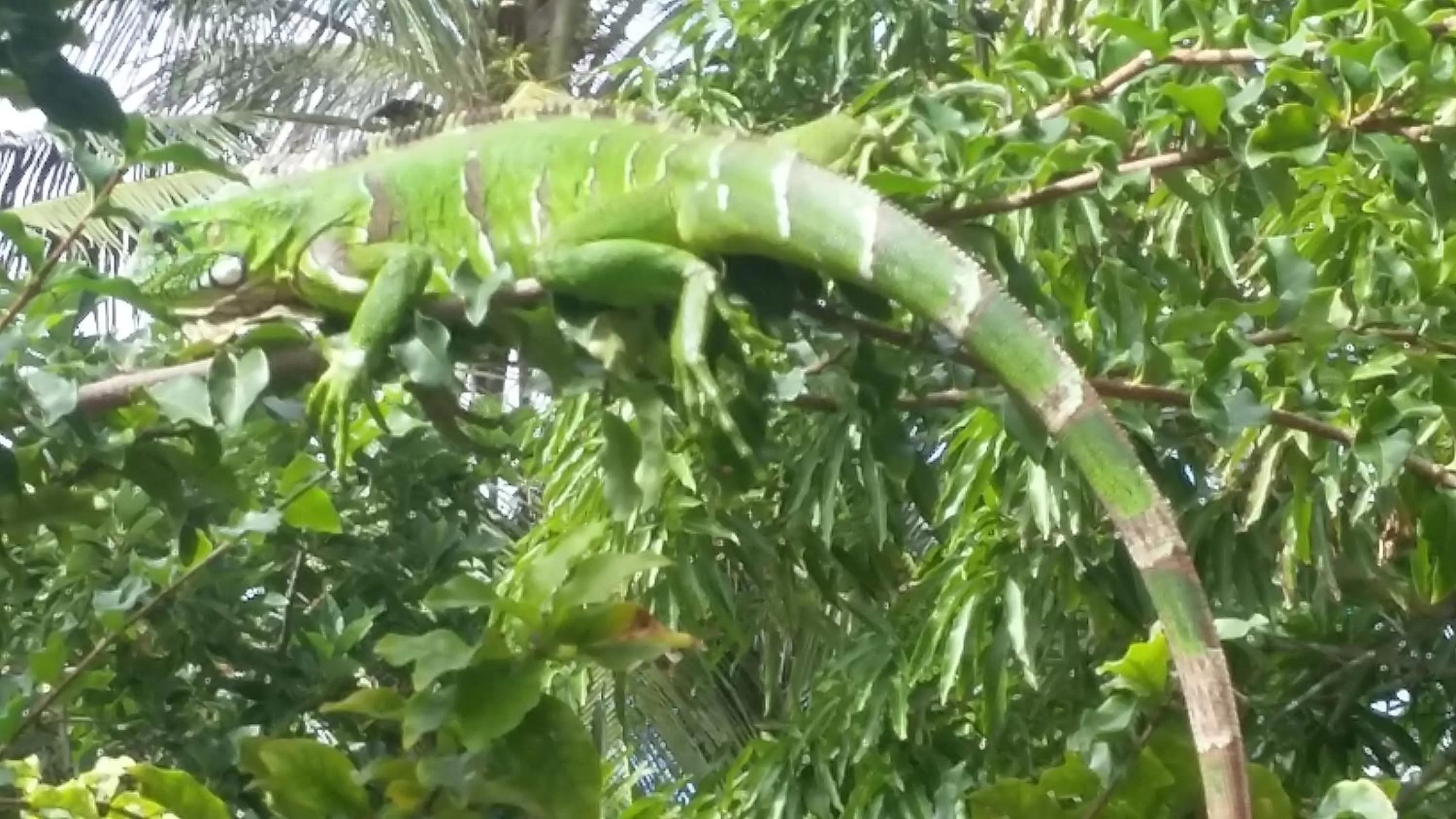 Animals, Other Animals in Pousada Ipitanga IV