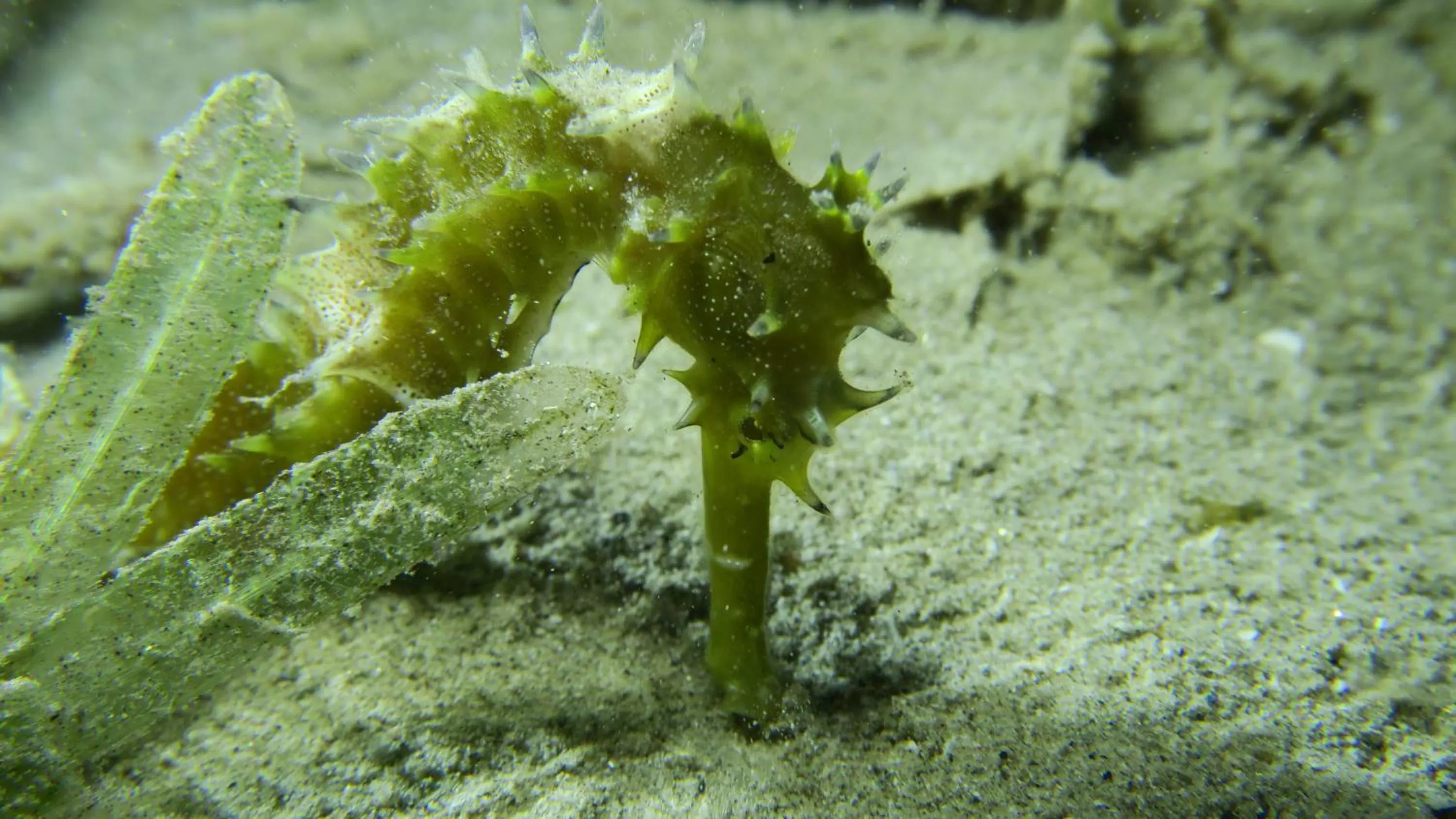Snorkeling in Coral Sun Beach