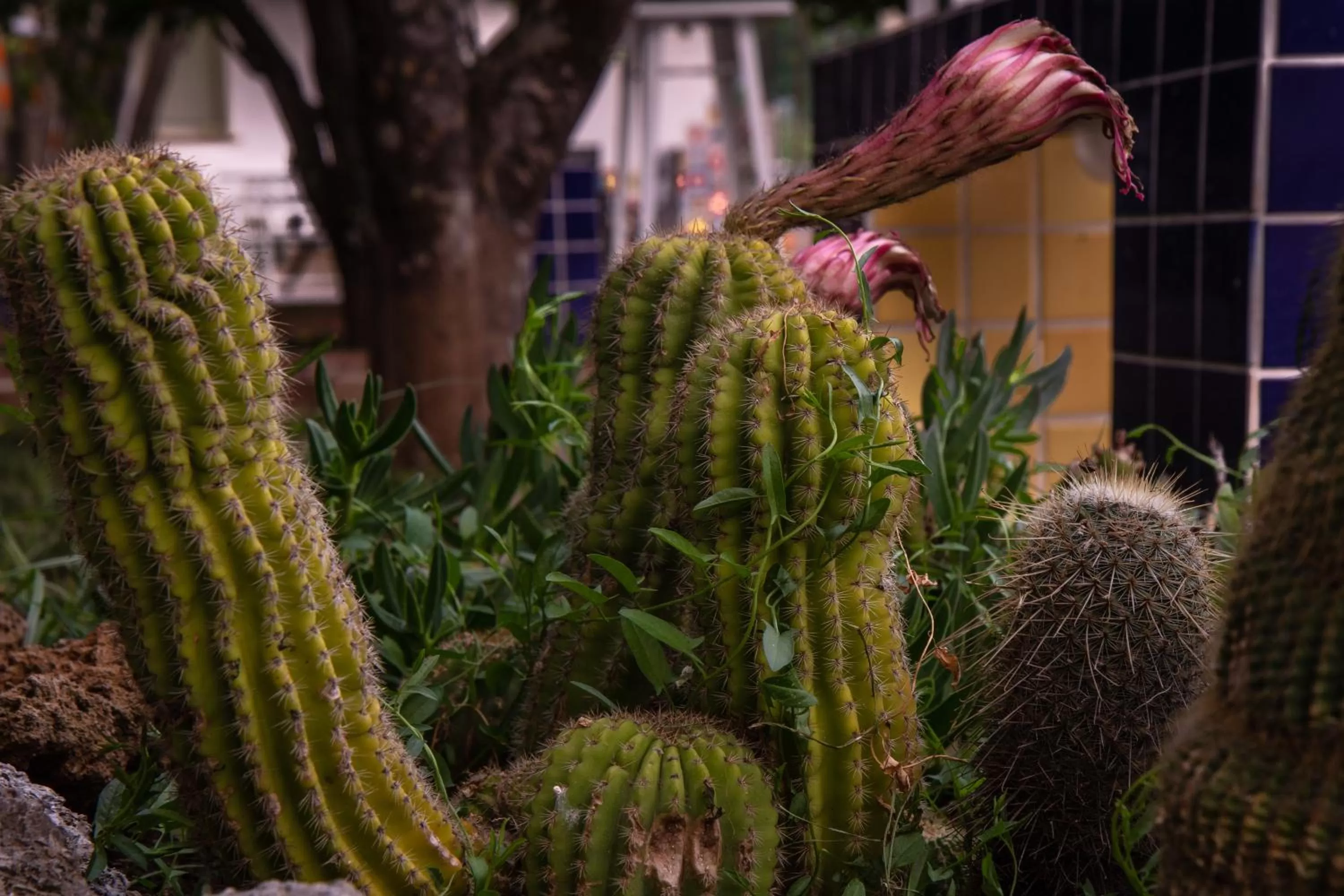 Garden in Villa Nicodemo