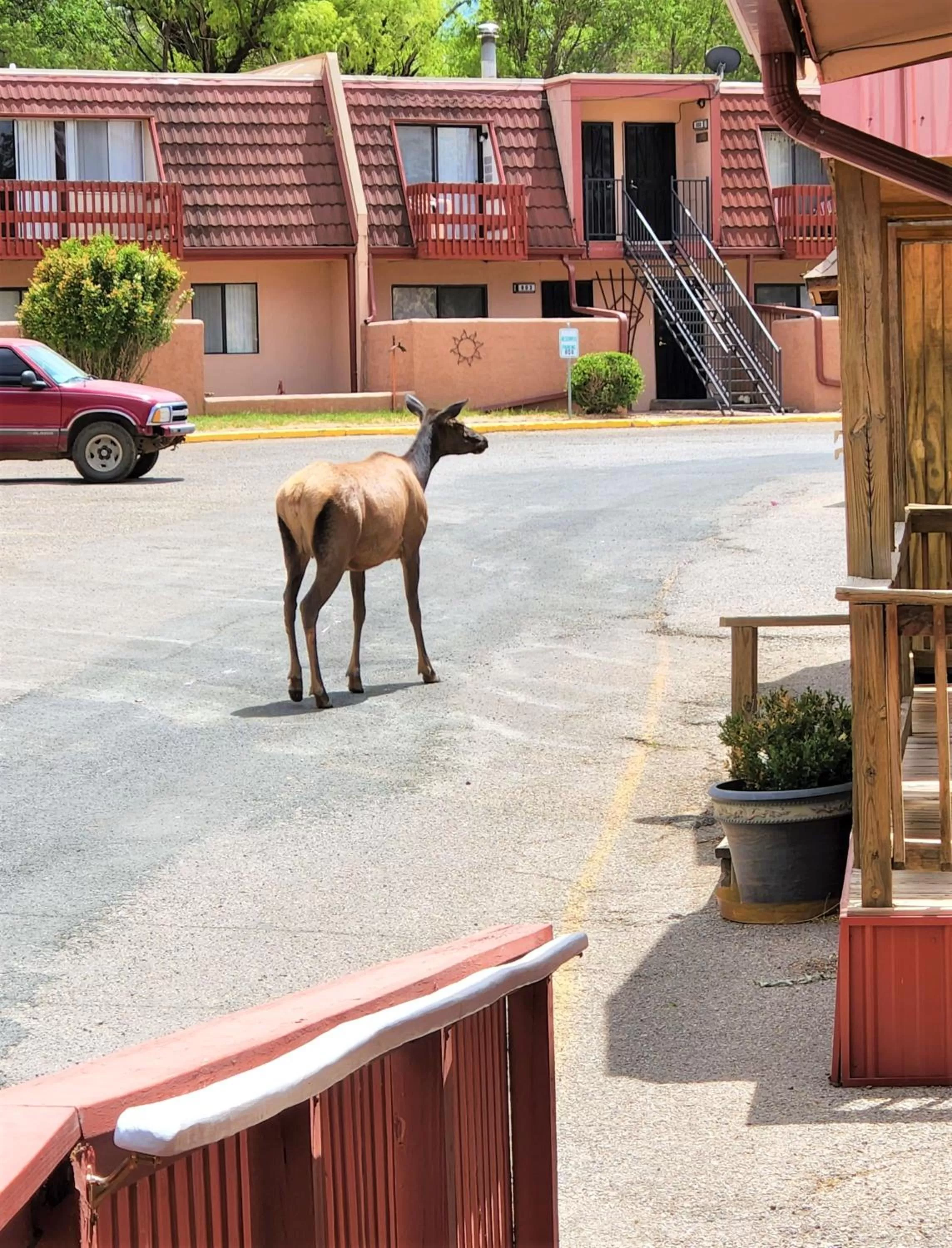 Natural landscape in Pinecliff Village Resort