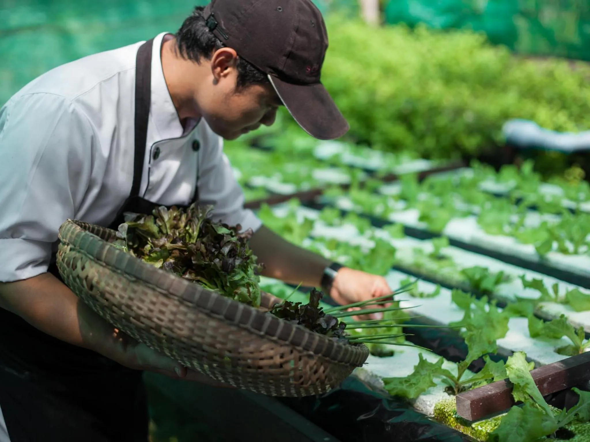 Garden in Sea Dance Resort