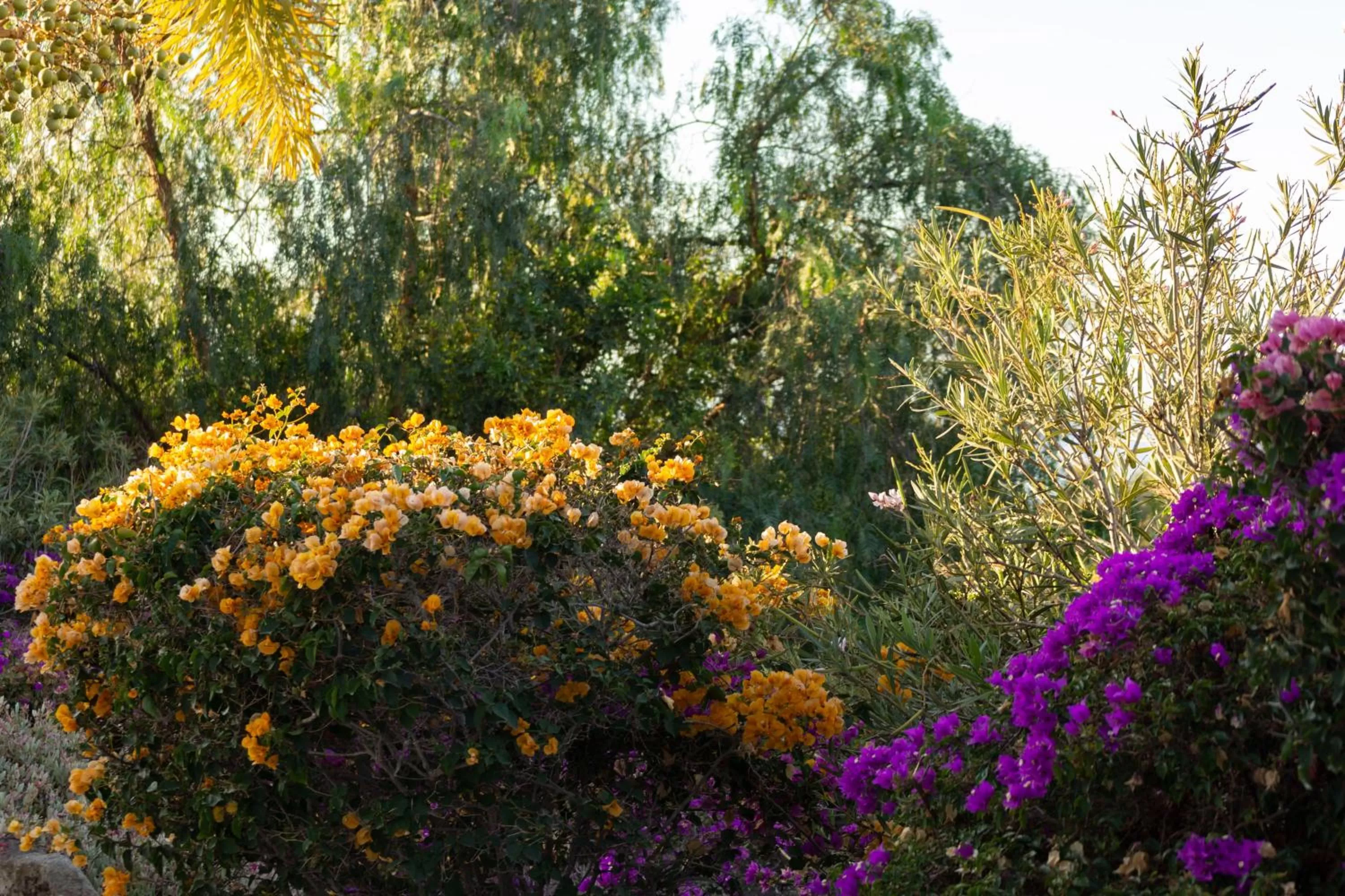 Garden view in Casa León Royal Retreat