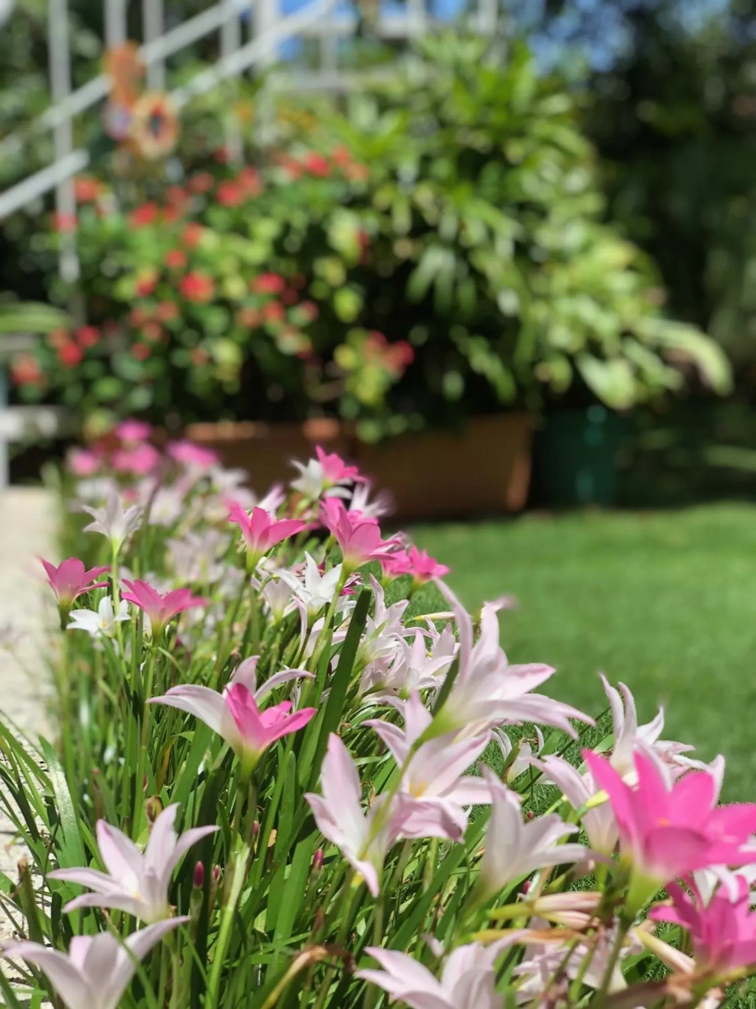 Patio, Garden in Posada Nativa Bernard Place