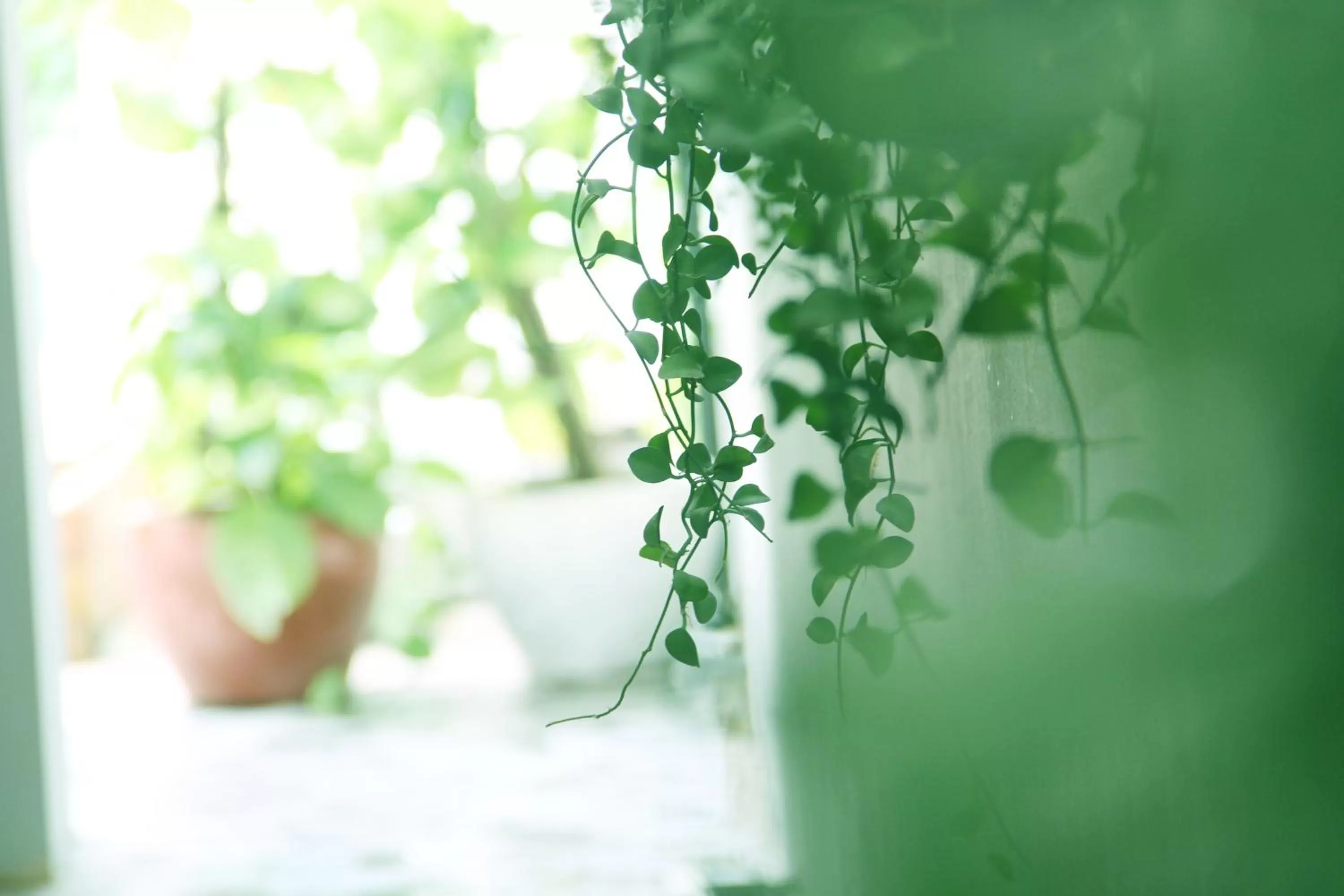 Garden in Cozy Boutique Hotel