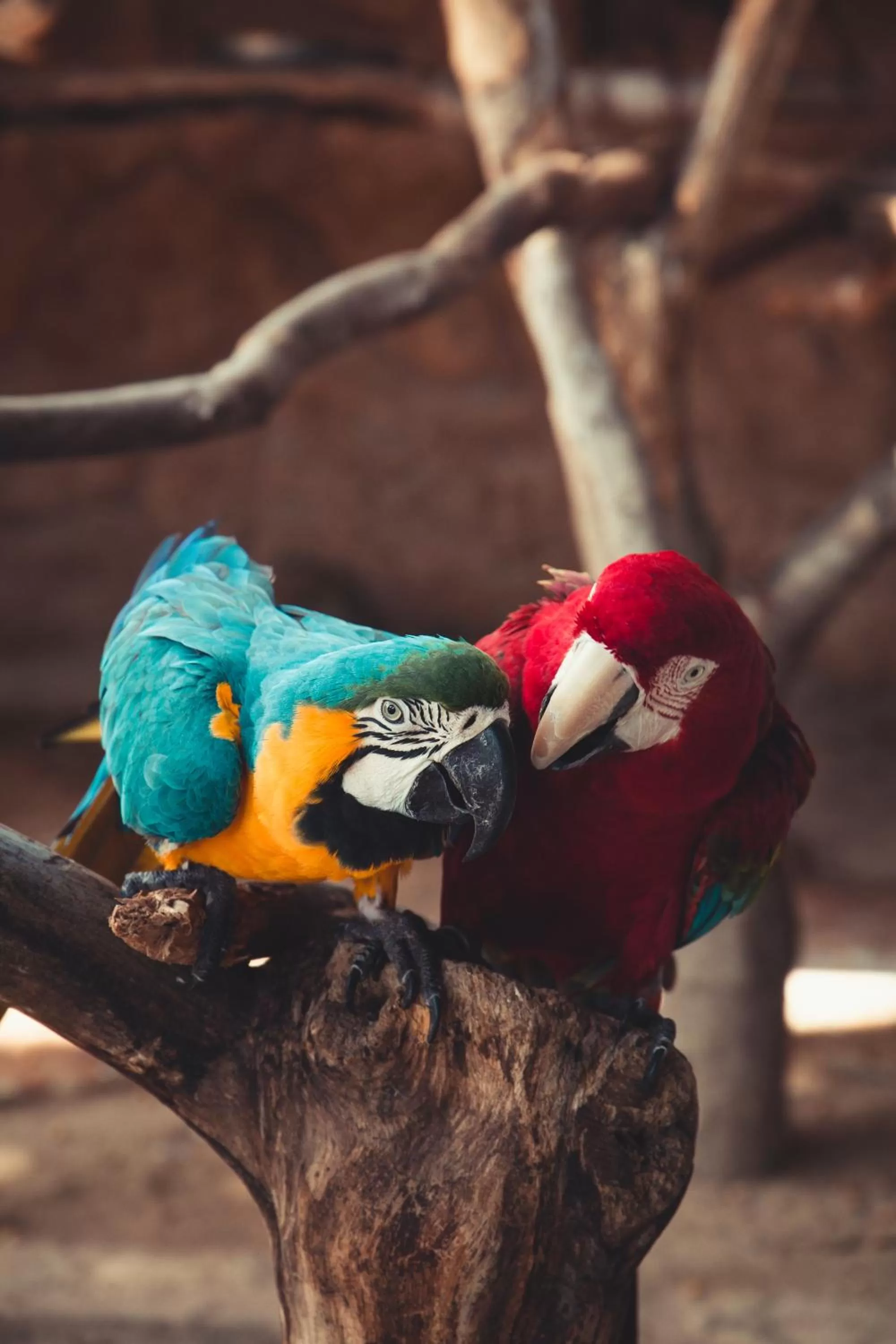 Other Animals in Pousada Sol e Mar