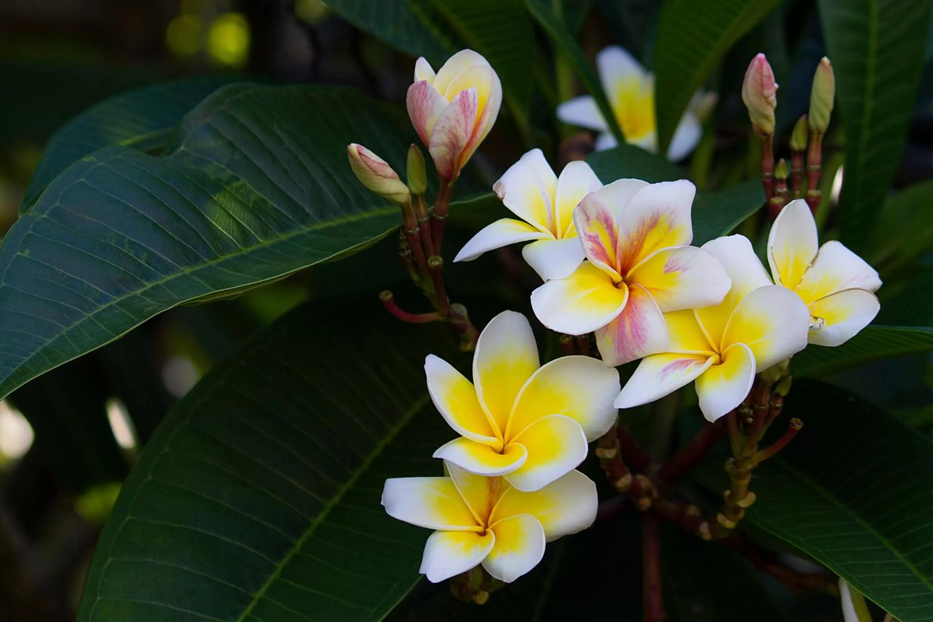 Garden in Broome Beach Resort - Cable Beach, Broome