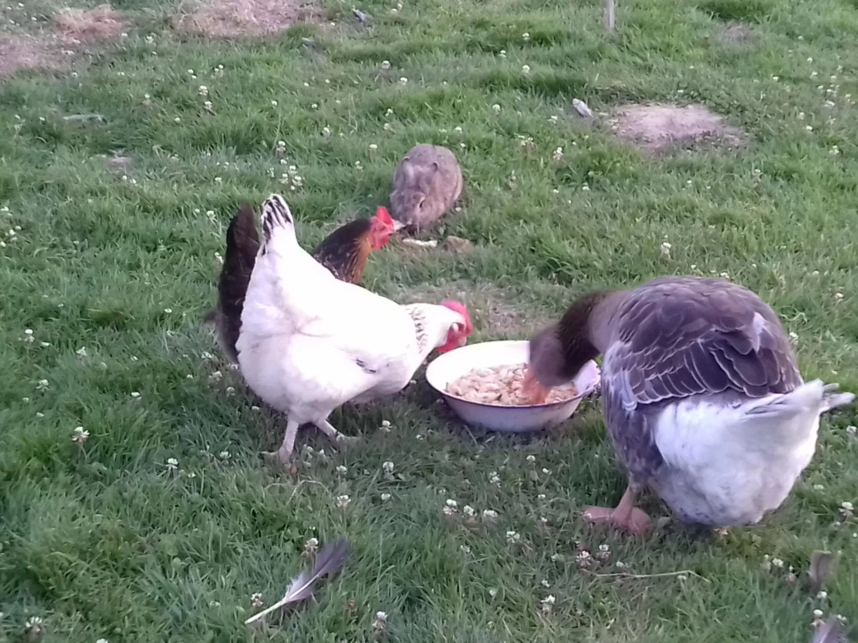 Animals in La Parisiere