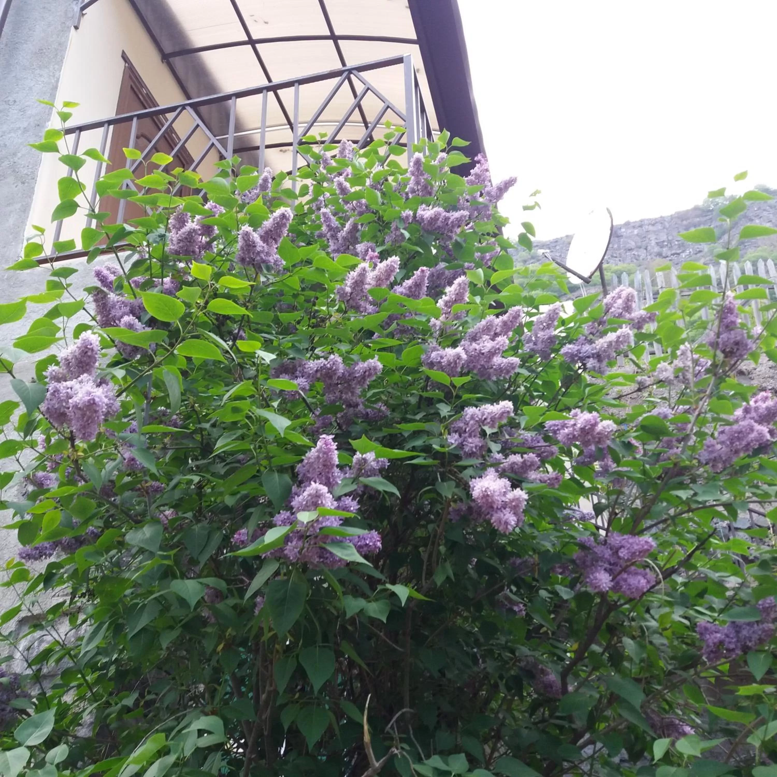 Garden view in IRIS B&B in DEBED CANYON