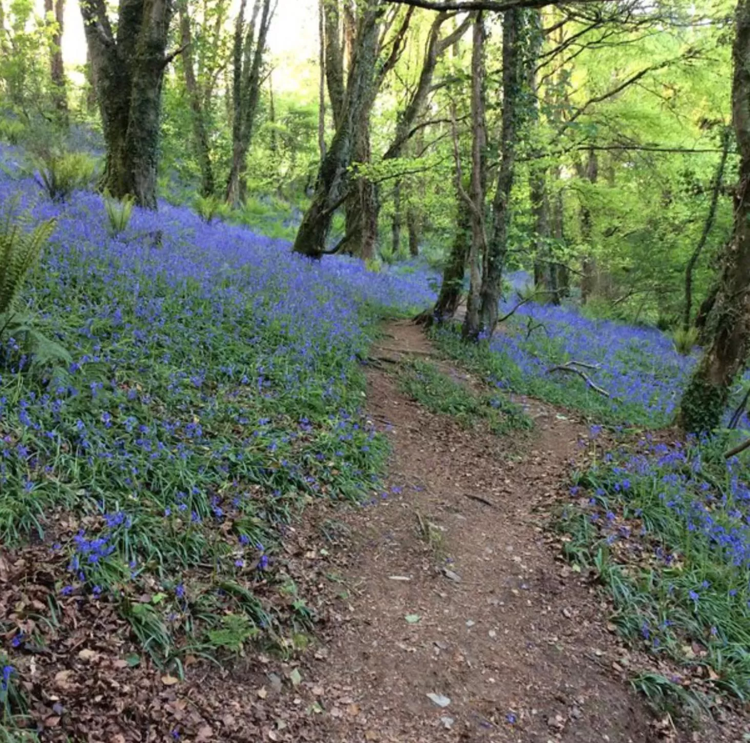 Nearby landmark in The Sapling