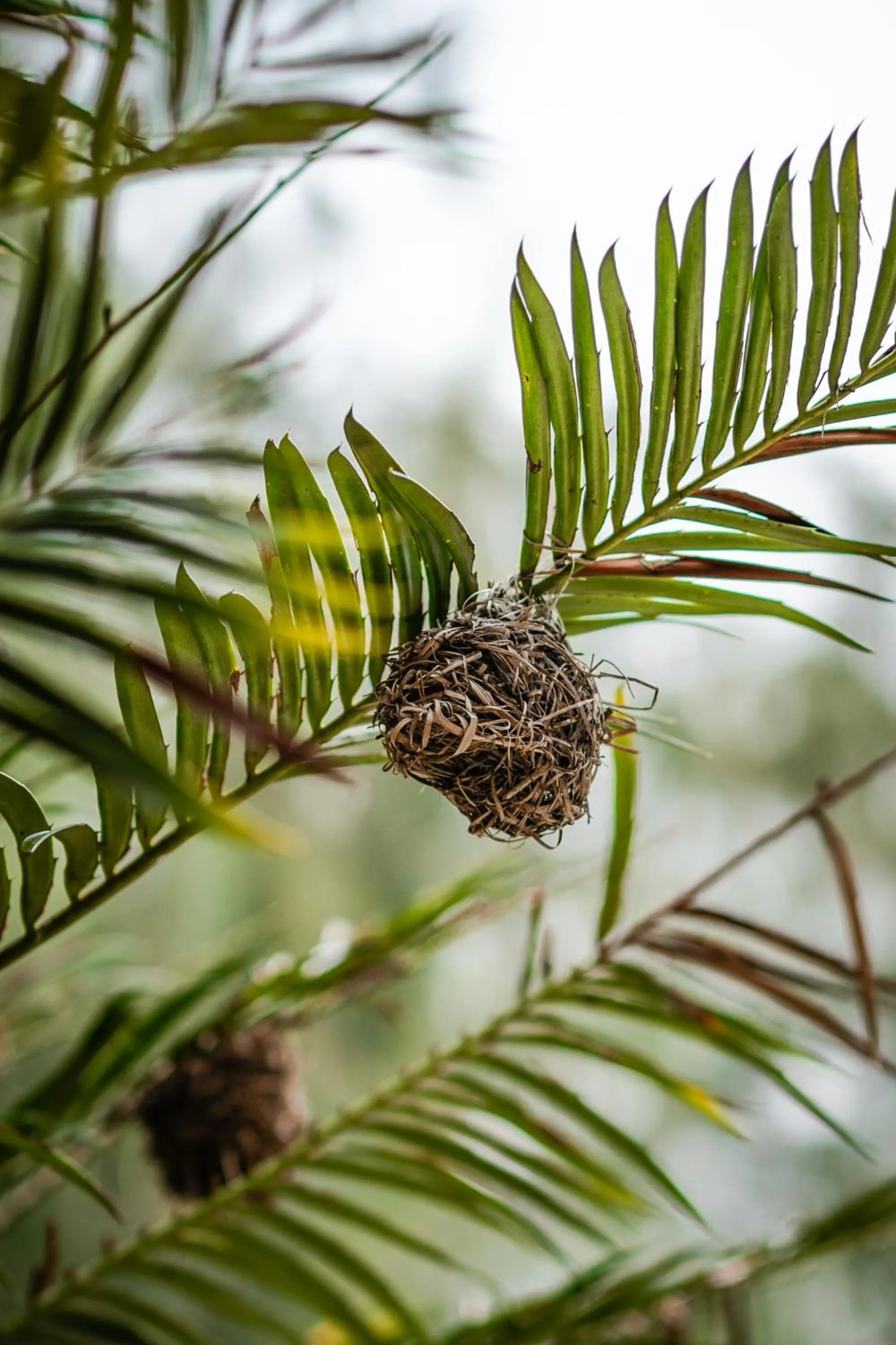 Animals in Hakuna Majiwe Beach Lodge