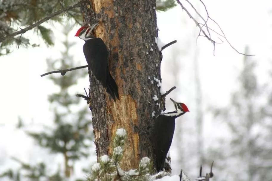 Garden in Alpenglow Bed and Breakfast