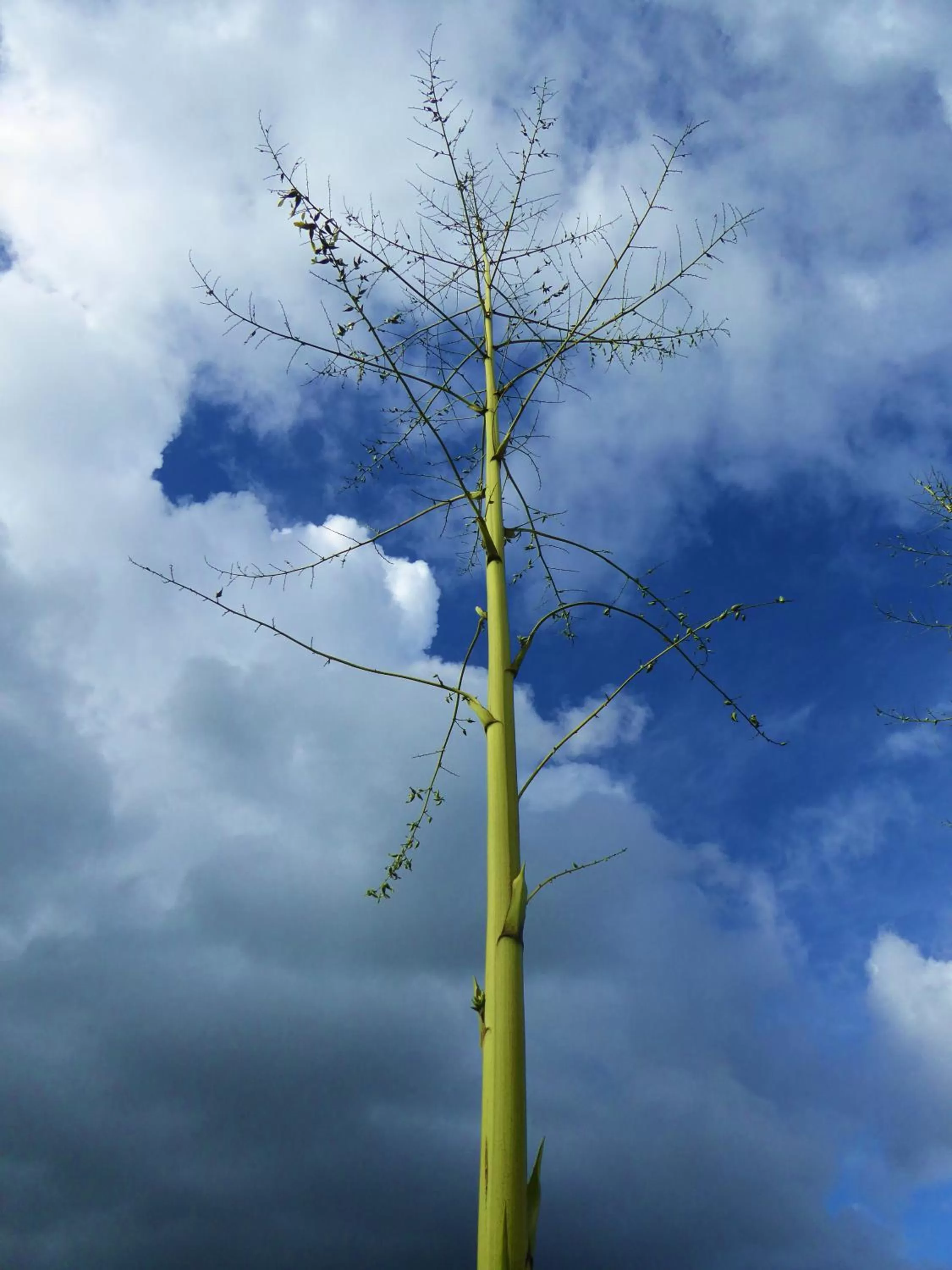 Garden, Natural Landscape in Finca El Cielo