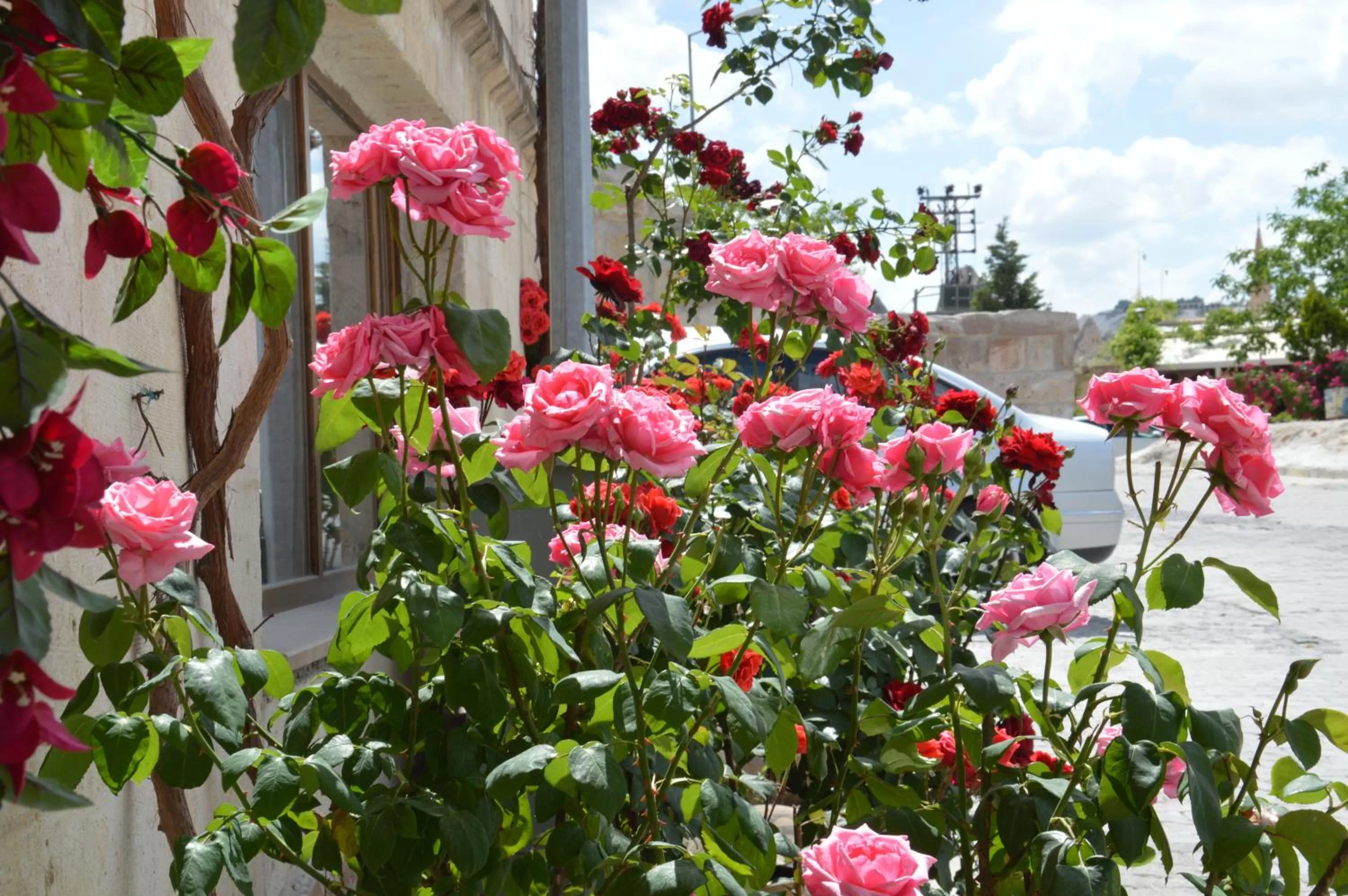 Area and facilities in Elite Cave Suites