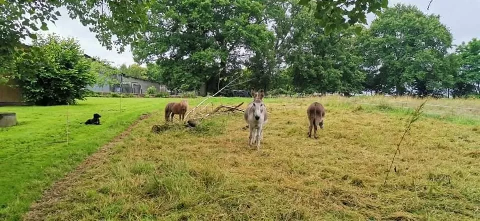 Other Animals in bienvenue chez Joëlle et André au 207