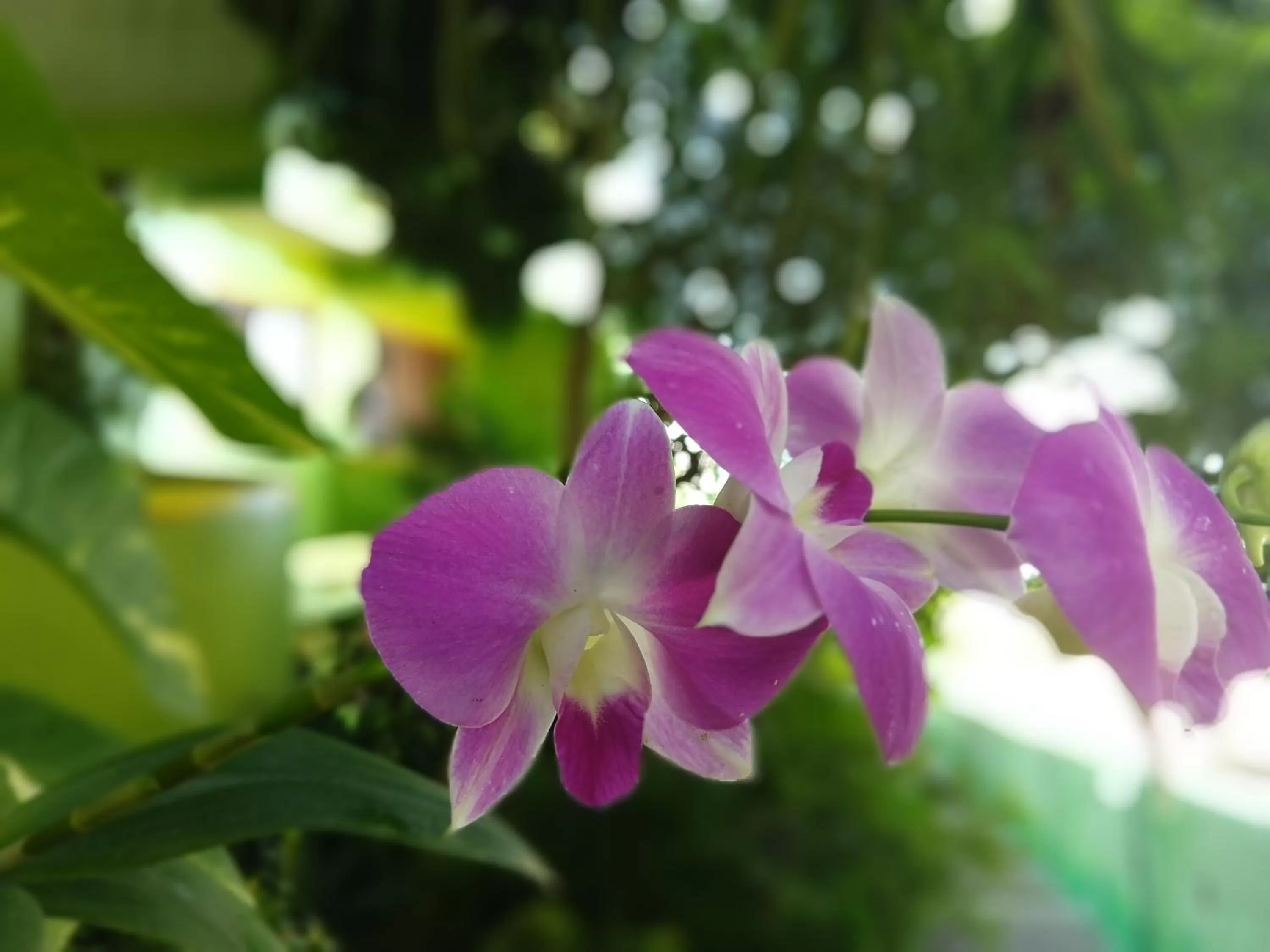 Garden in Bamboo Flat