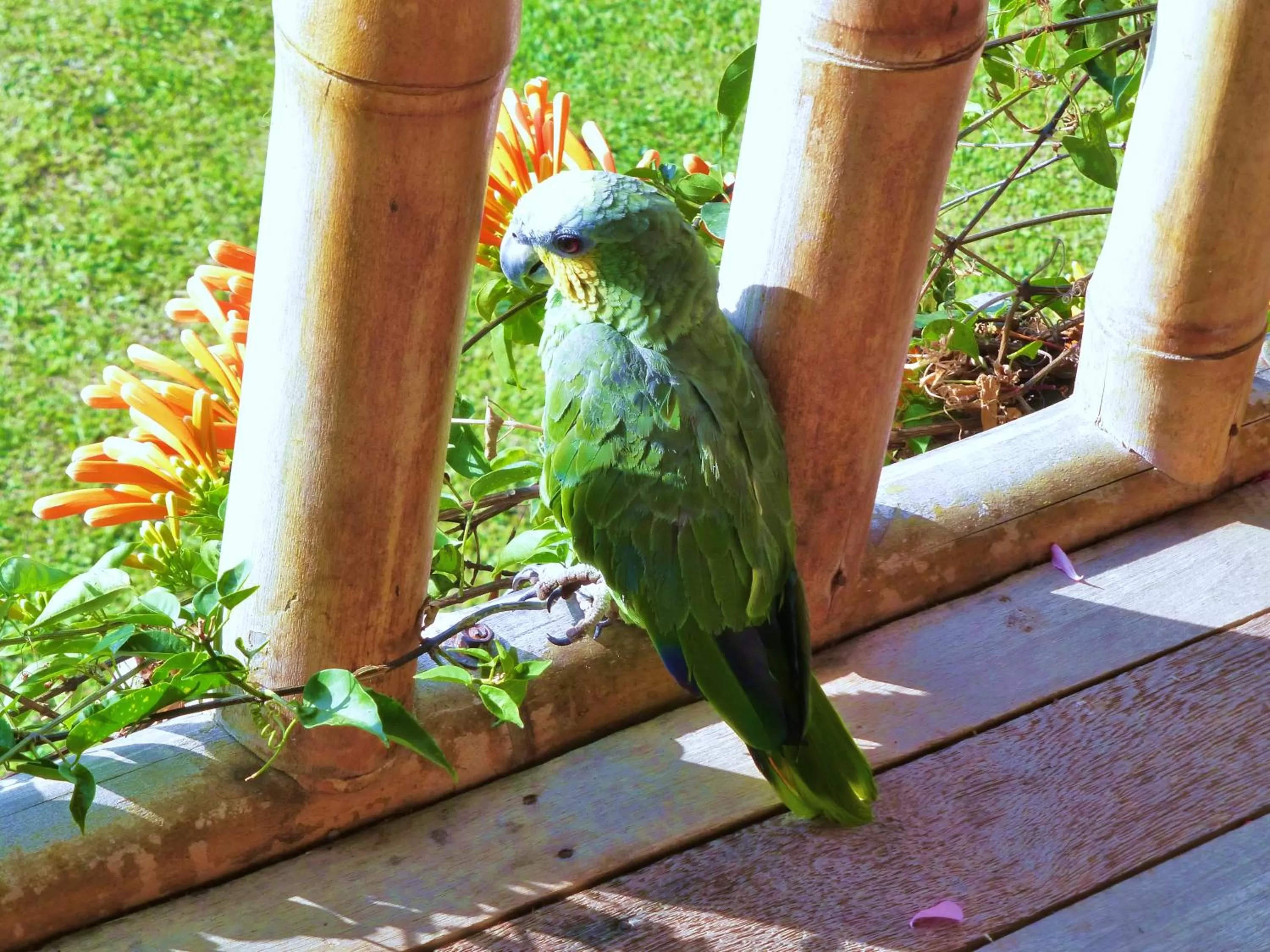 Area and facilities, Other Animals in Finca El Cielo
