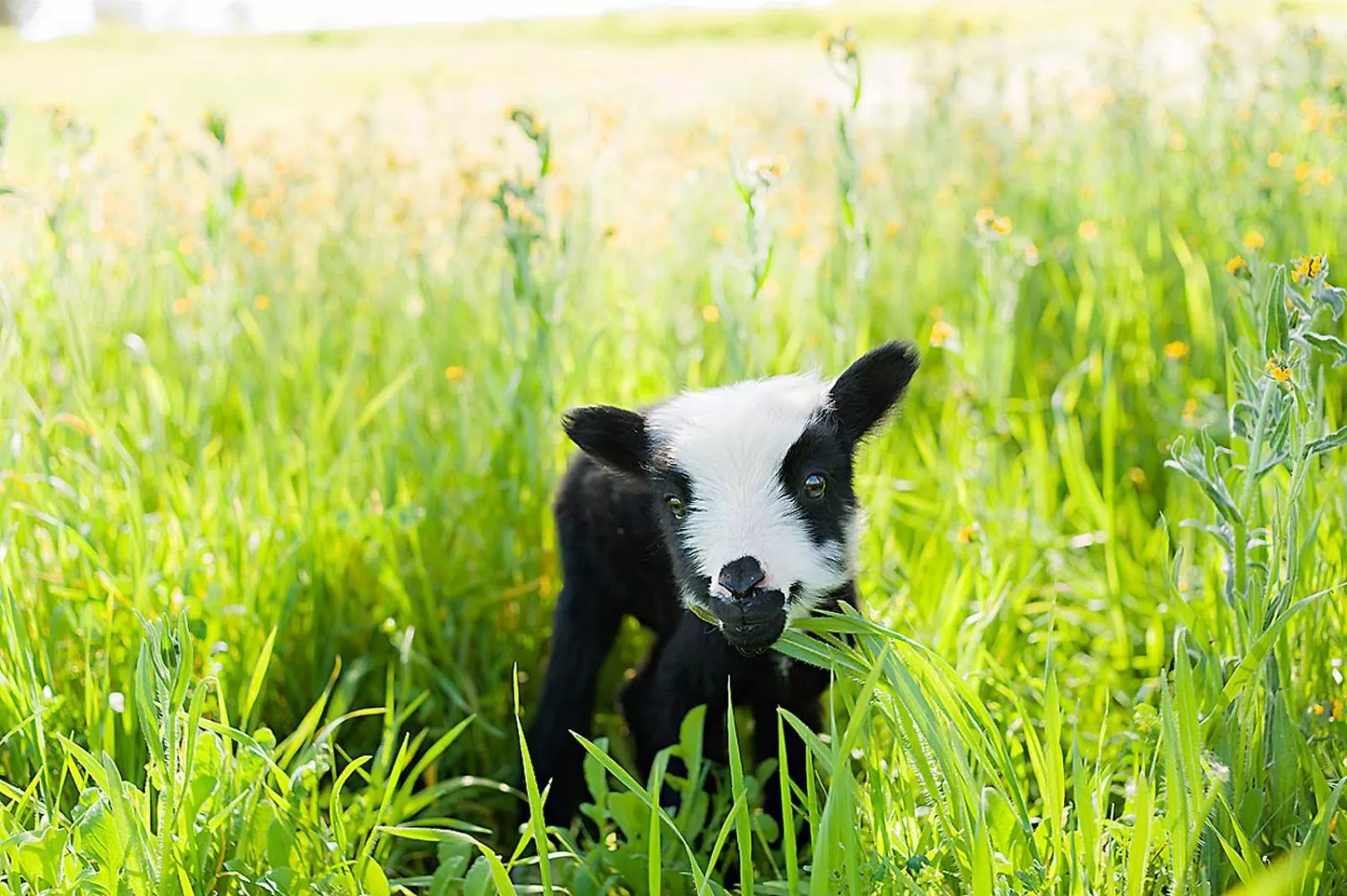 Animals, Other Animals in Rêves de Moutons