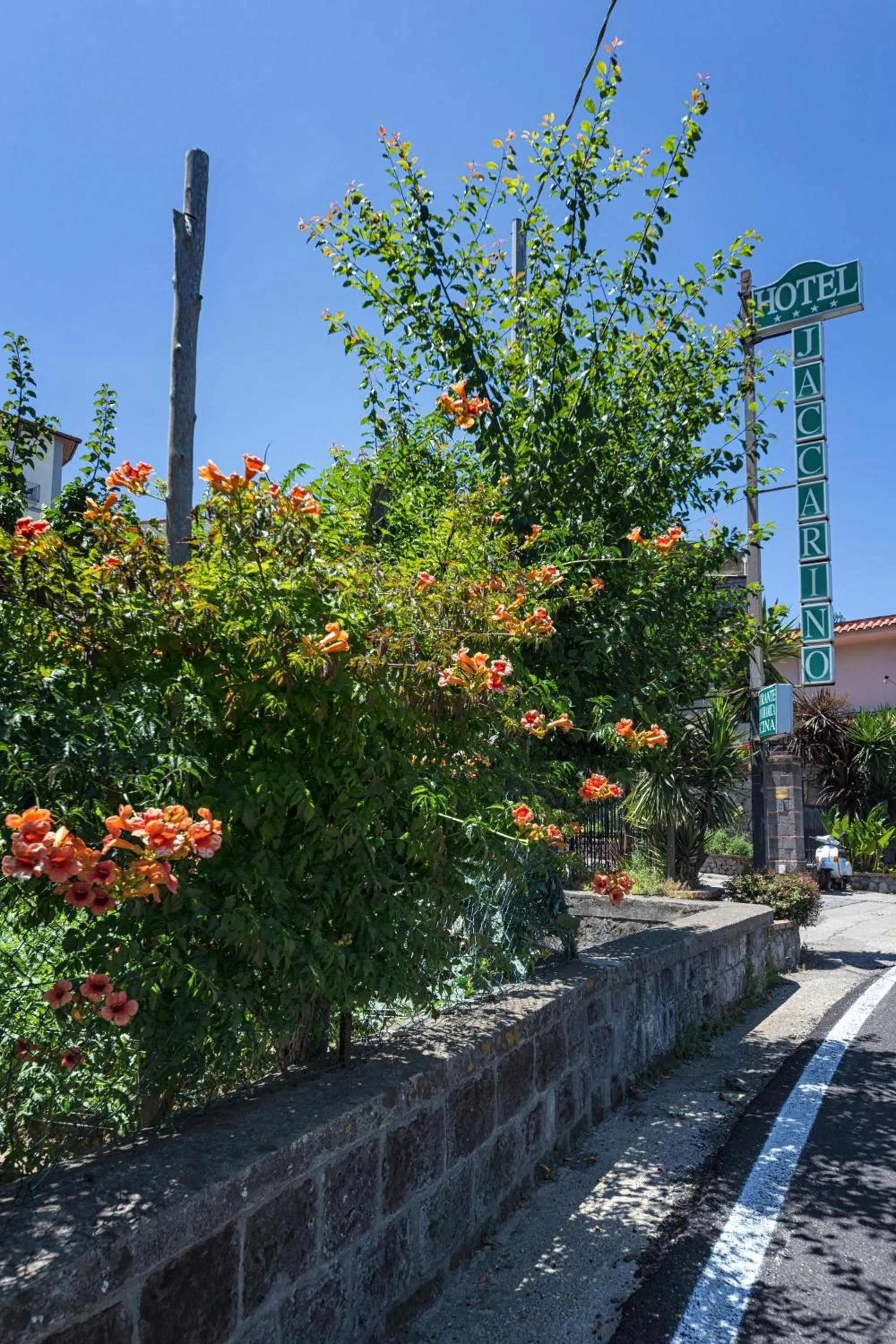 Garden in Hotel Iaccarino