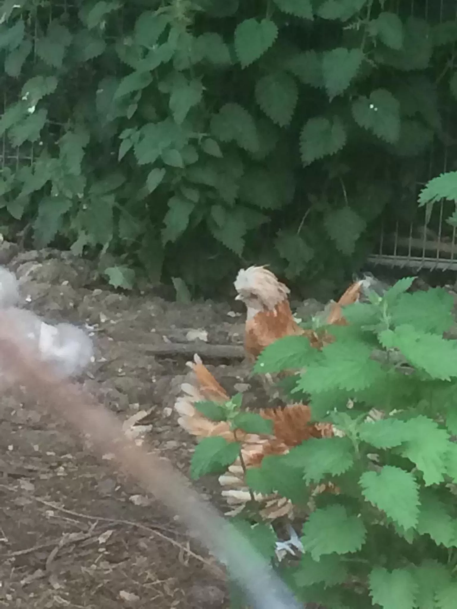 Valley Farmhouse, Westhall