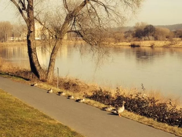 Natural Landscape in Pension Villa Else