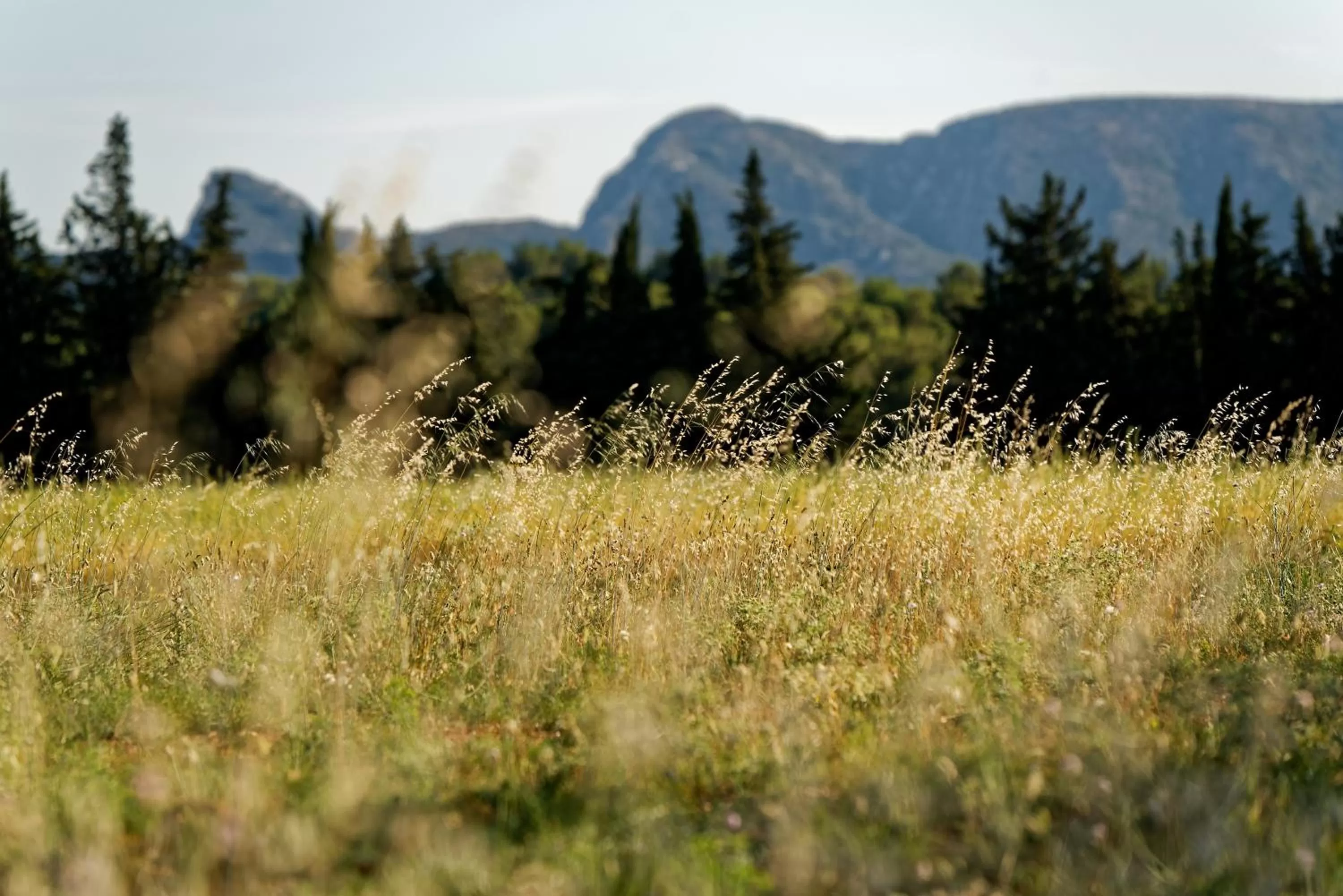 Garden view in Domaine la Pierre Blanche