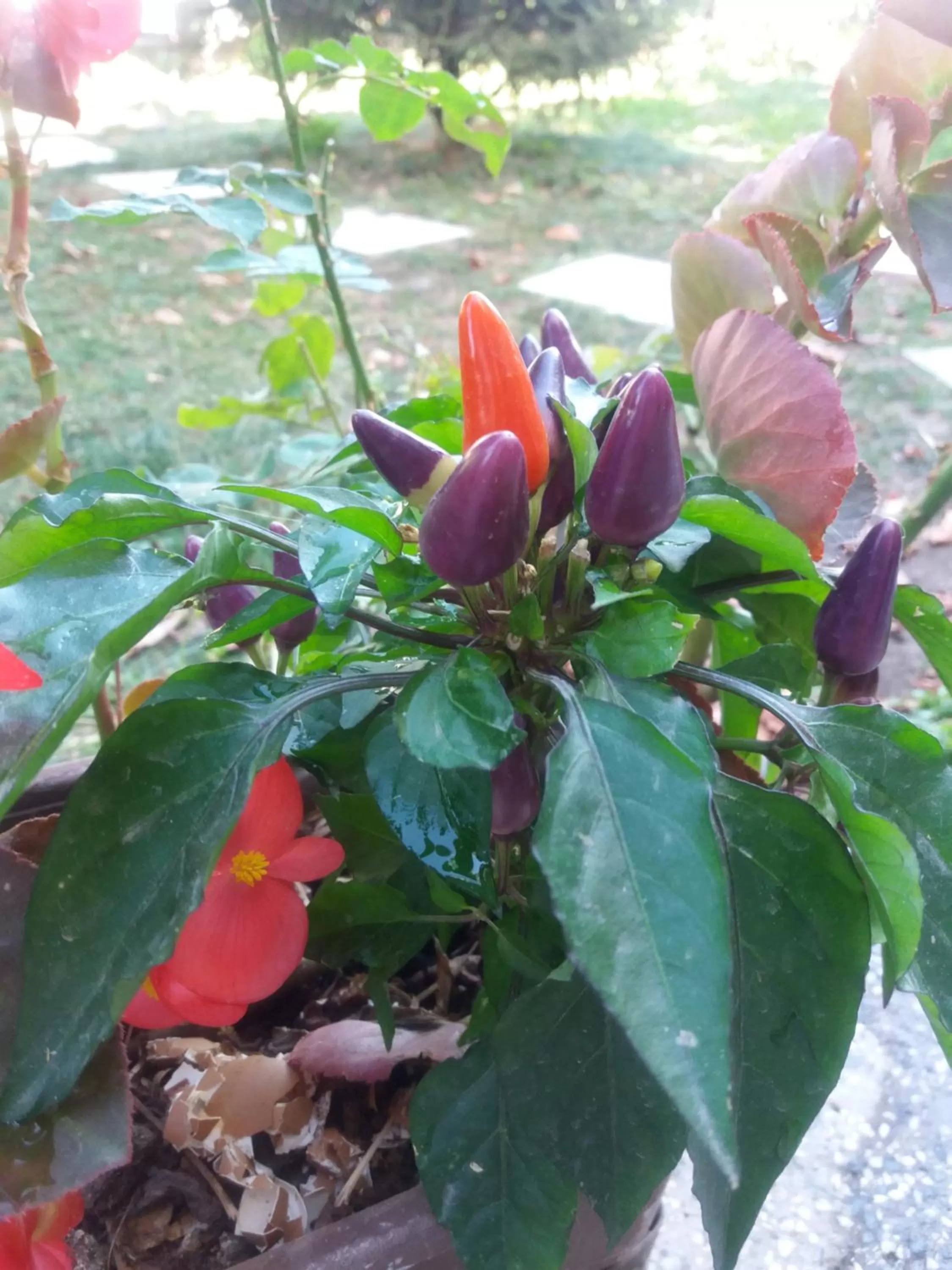 Garden, Other Animals in Apartments Villa Saray