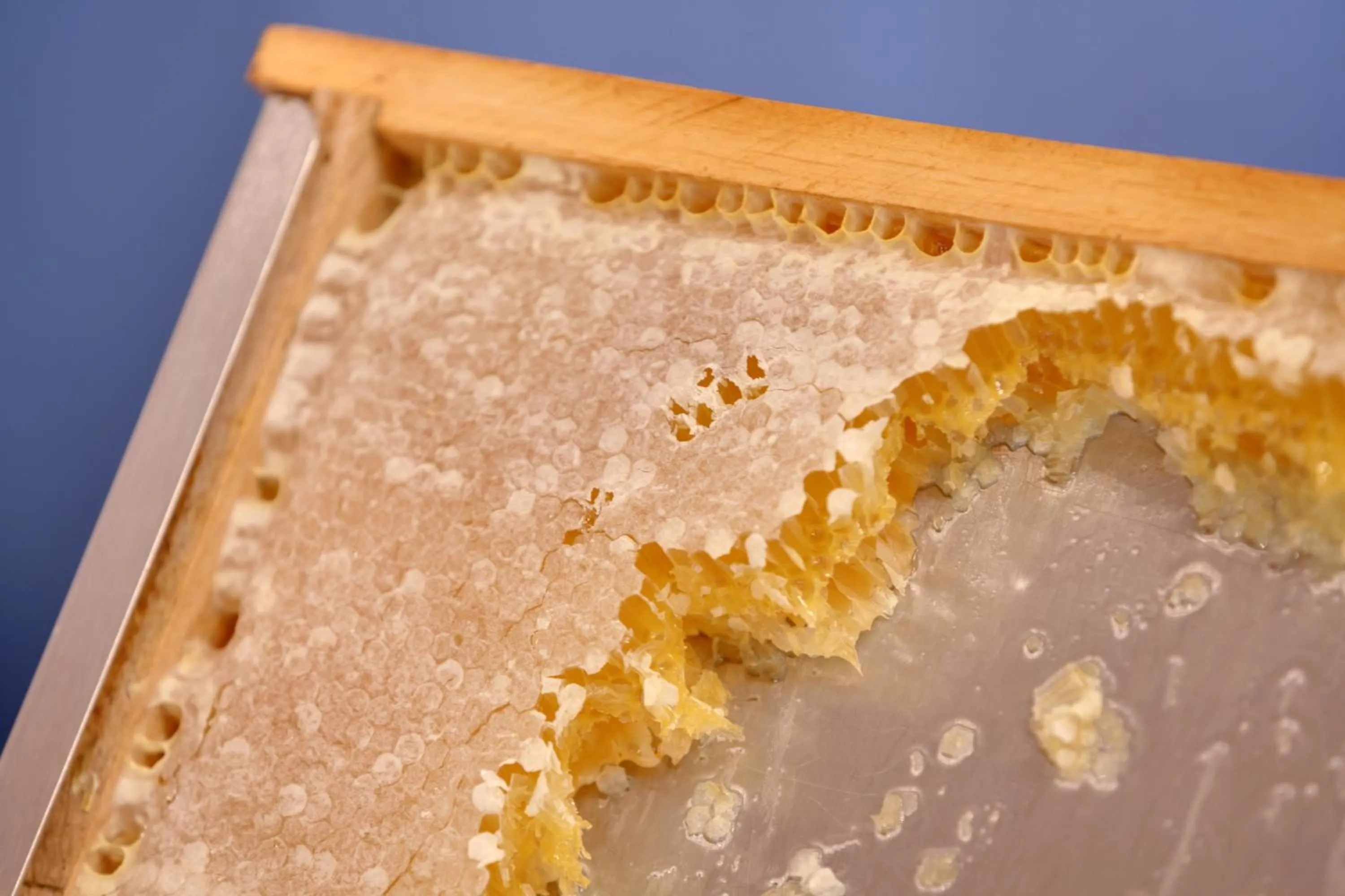 Food in HansenS Haus am Meer